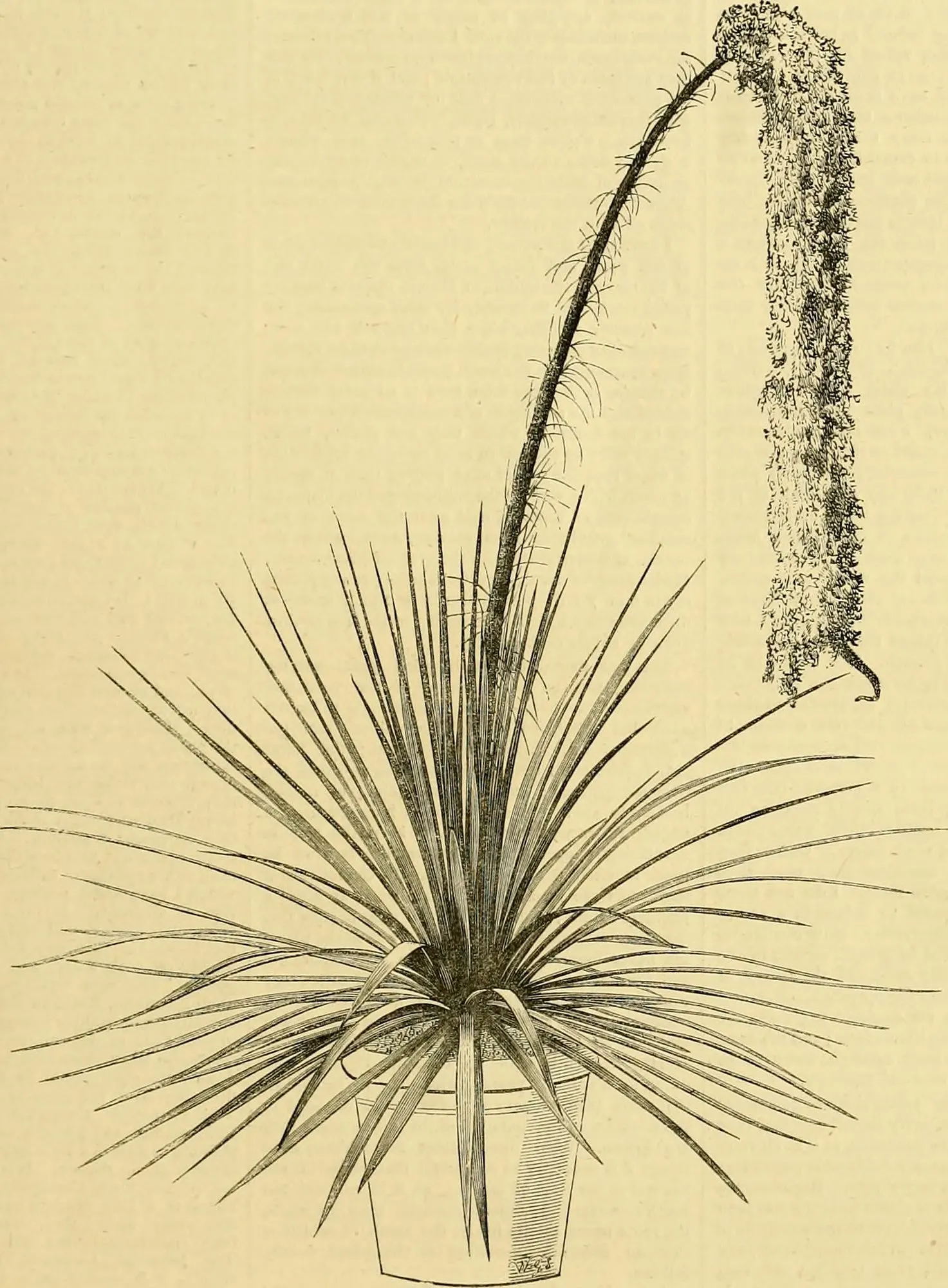 Dasylirion (Agave Dasylirioides) — It sports a rosette of slender