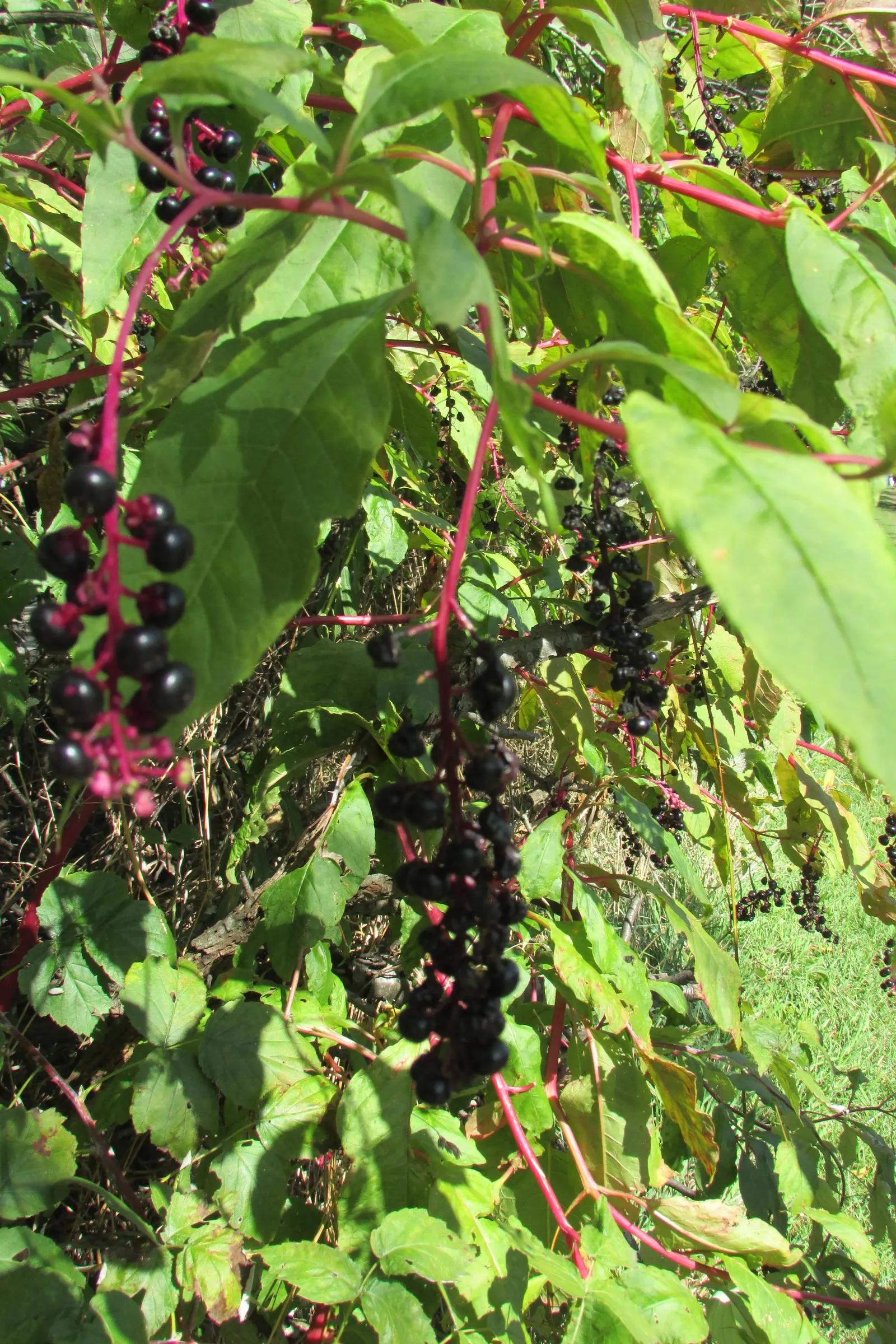 American Pokeweed (Phytolacca Americana) — and striking grape-like clusters of dark purple berries in late summer