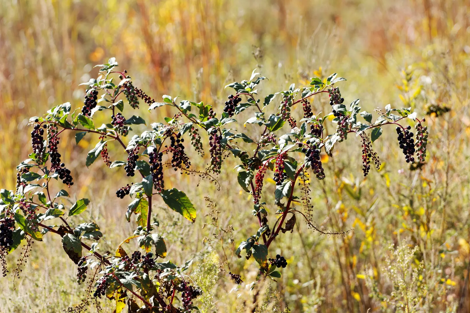 American Pokeweed (Phytolacca Americana) — Caution is advised as all plant parts, especially roots and unripe berries, are toxic