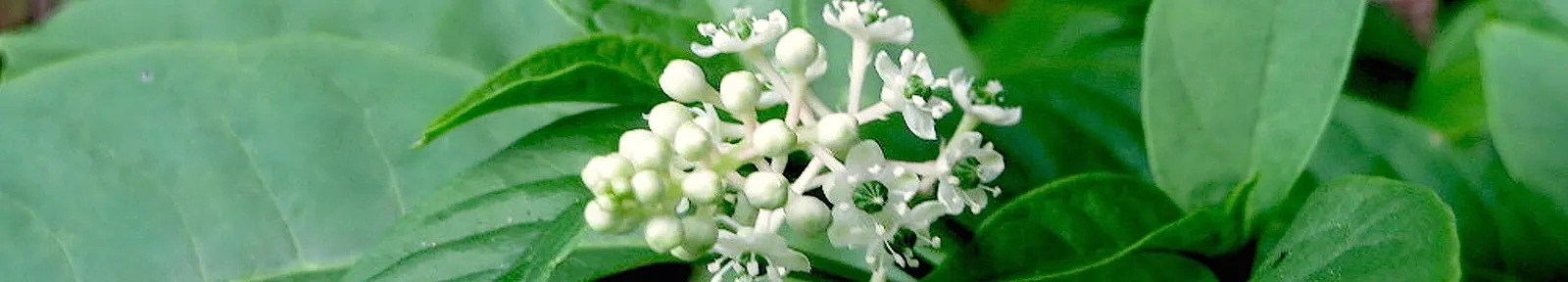 American Pokeweed (Phytolacca Americana) — Phytolacca americana, or Pokeweed, is a vibrant, herbaceous perennial growing 6-10 ft tall