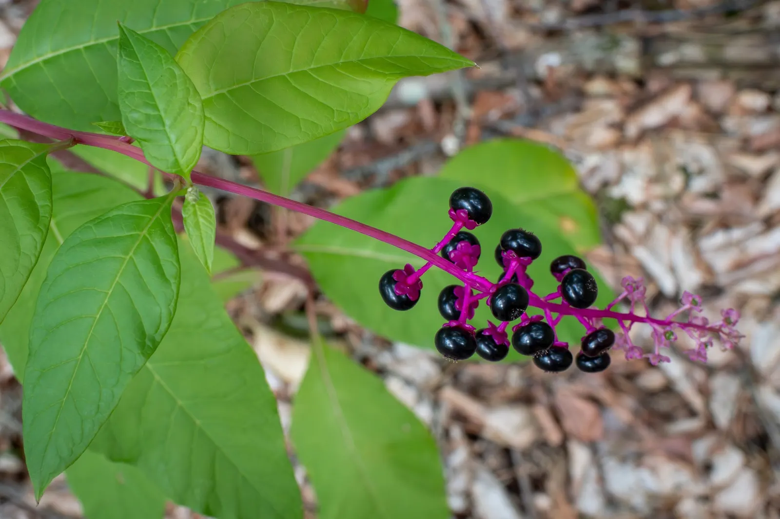 American Pokeweed (Phytolacca Americana) — providing a valuable food source