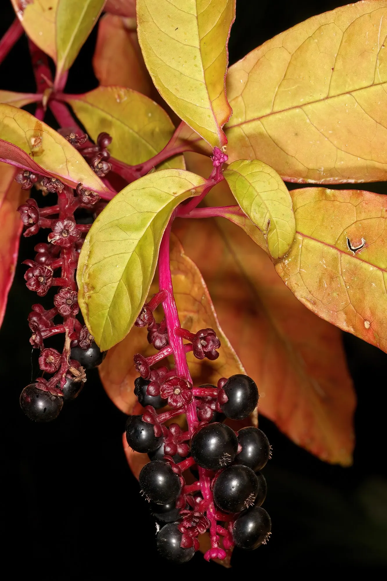 American Pokeweed (Phytolacca Americana) — Phytolacca americana can play a pivotal role in a native or wildlife-friendly garden design