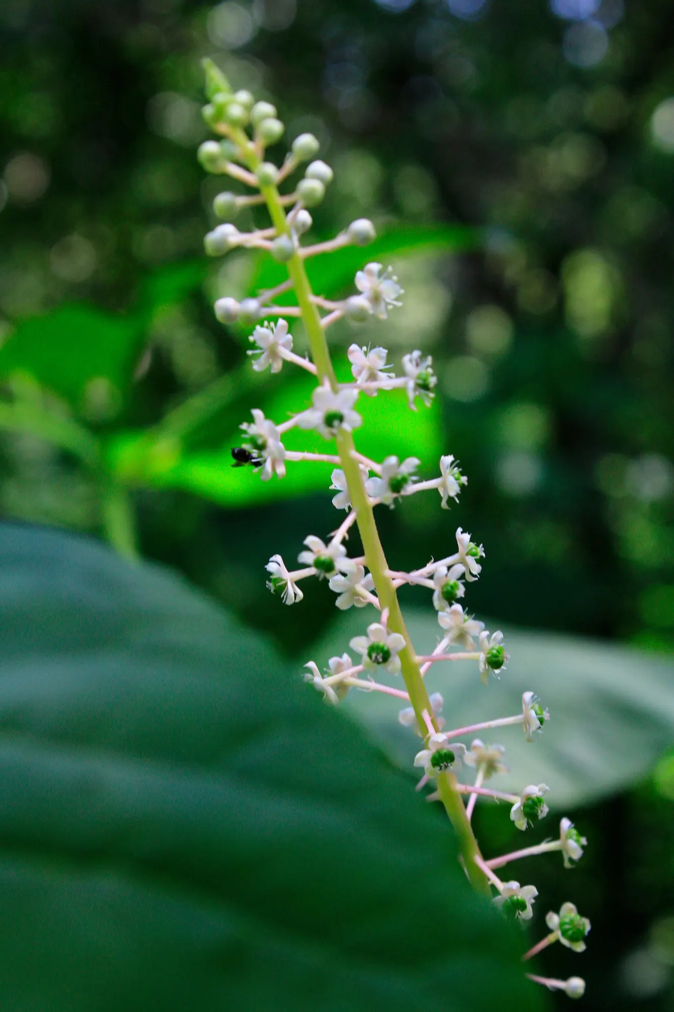 American Pokeweed (Phytolacca Americana) — perennial with white blooms