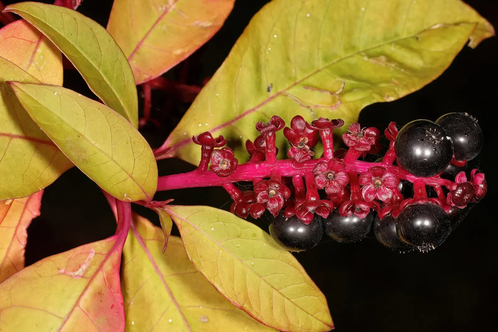 American Pokeweed (Phytolacca Americana) — With its striking seasonal changes and dynamic structure