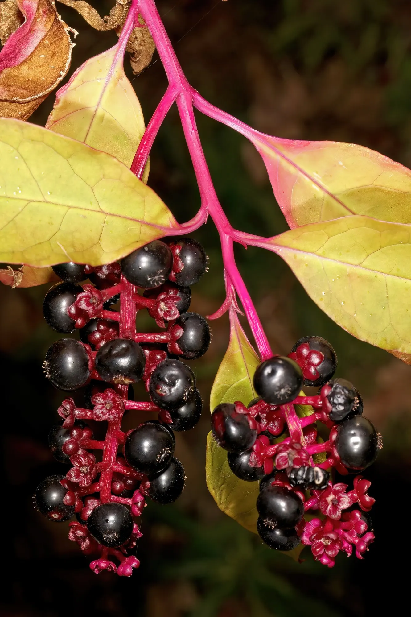 American Pokeweed (Phytolacca Americana) — white flowers in the garden