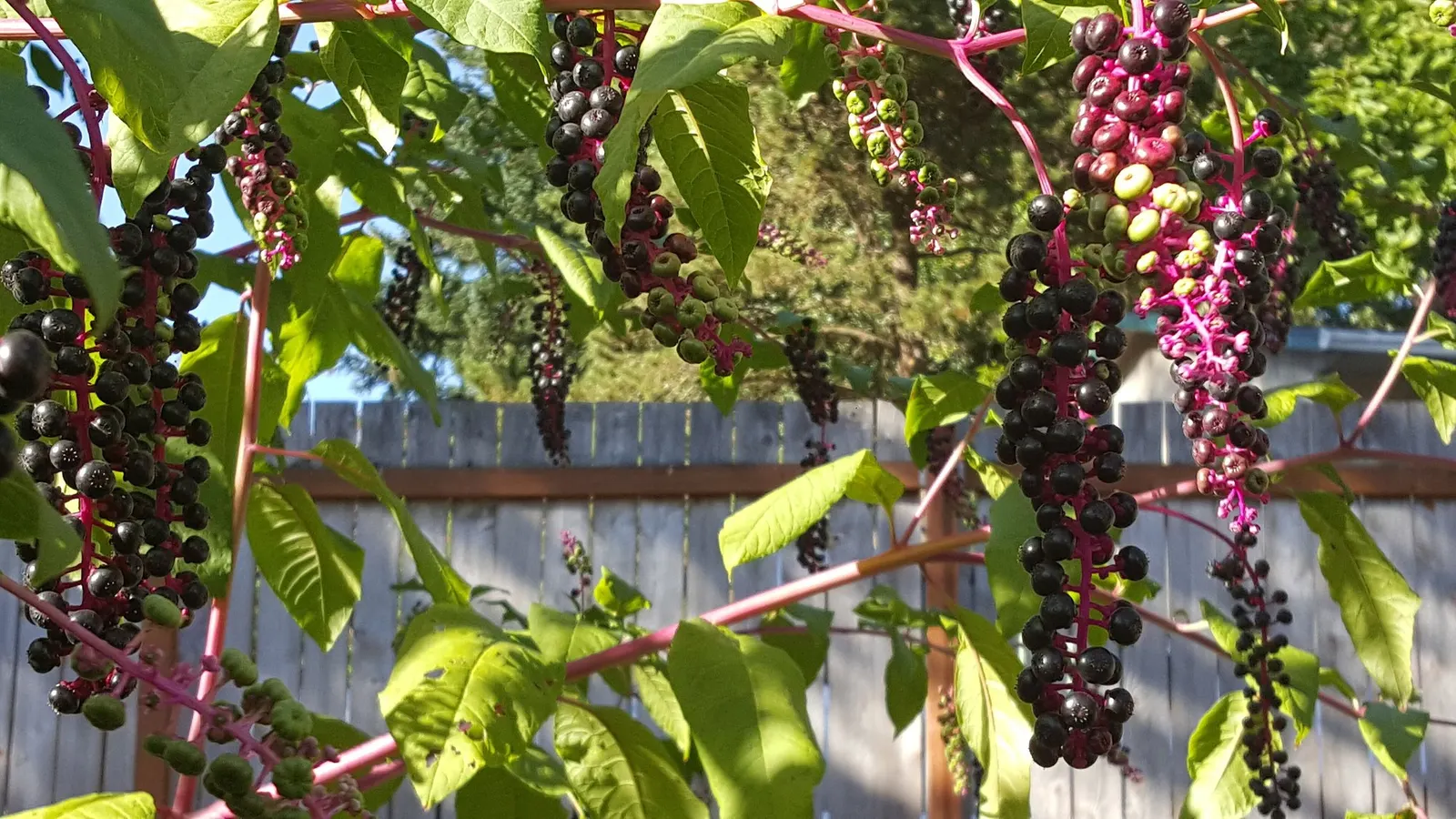 American Pokeweed (Phytolacca Americana) — Adds bold color but requires careful placement and management