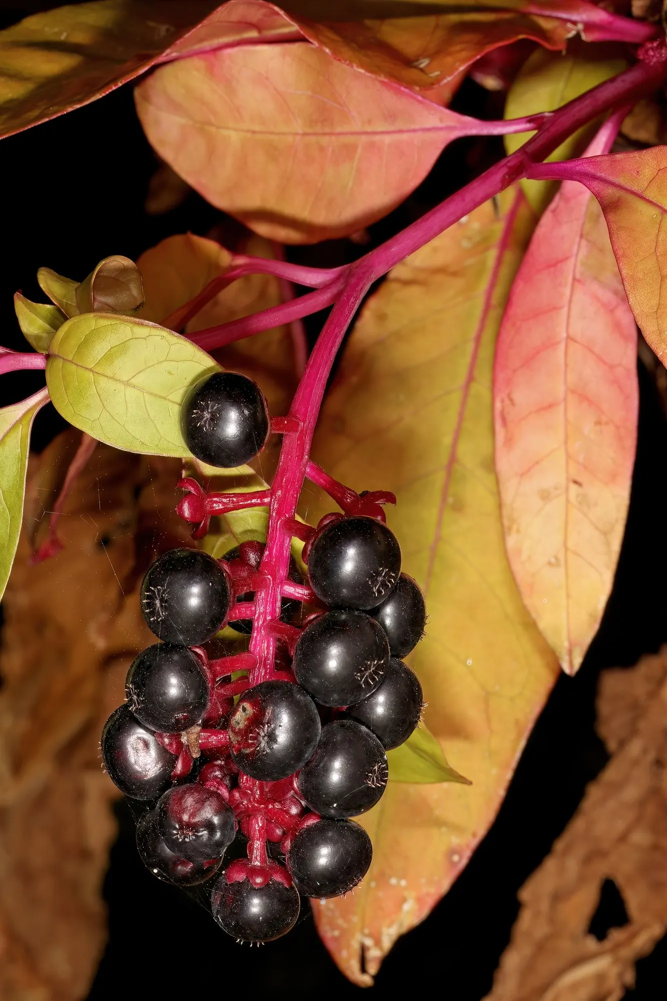 American Pokeweed (Phytolacca Americana) — white flowers which transition into deep purple to almost black berries