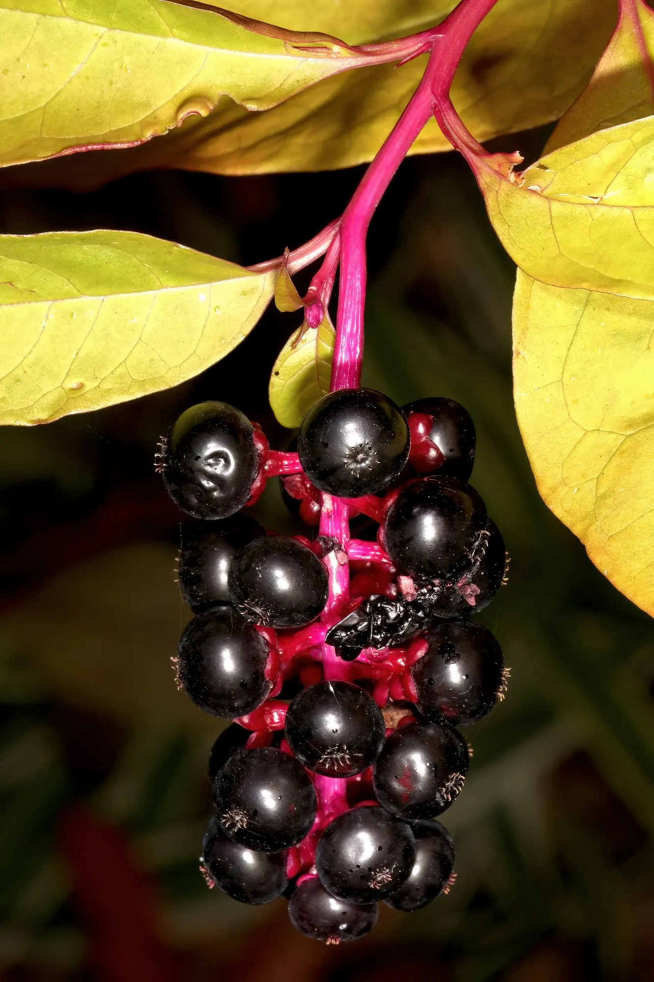 American Pokeweed (Phytolacca Americana) — while beneficial to wildlife