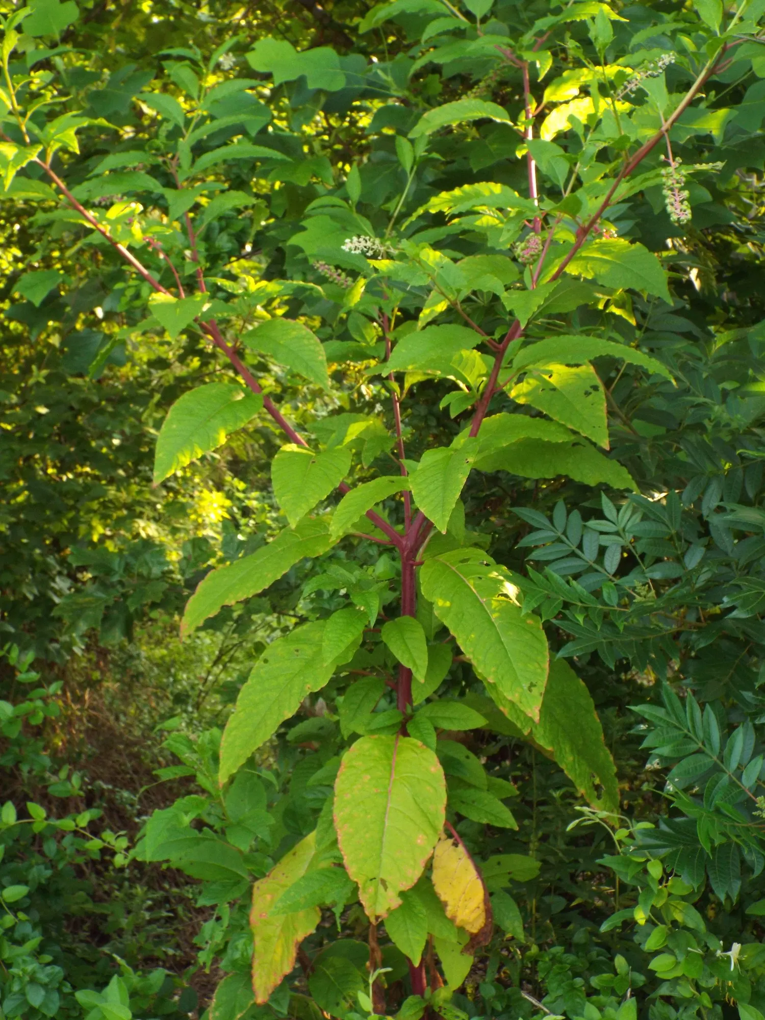 American Pokeweed (Phytolacca Americana) — is a perennial herbaceous plant native to the eastern United States