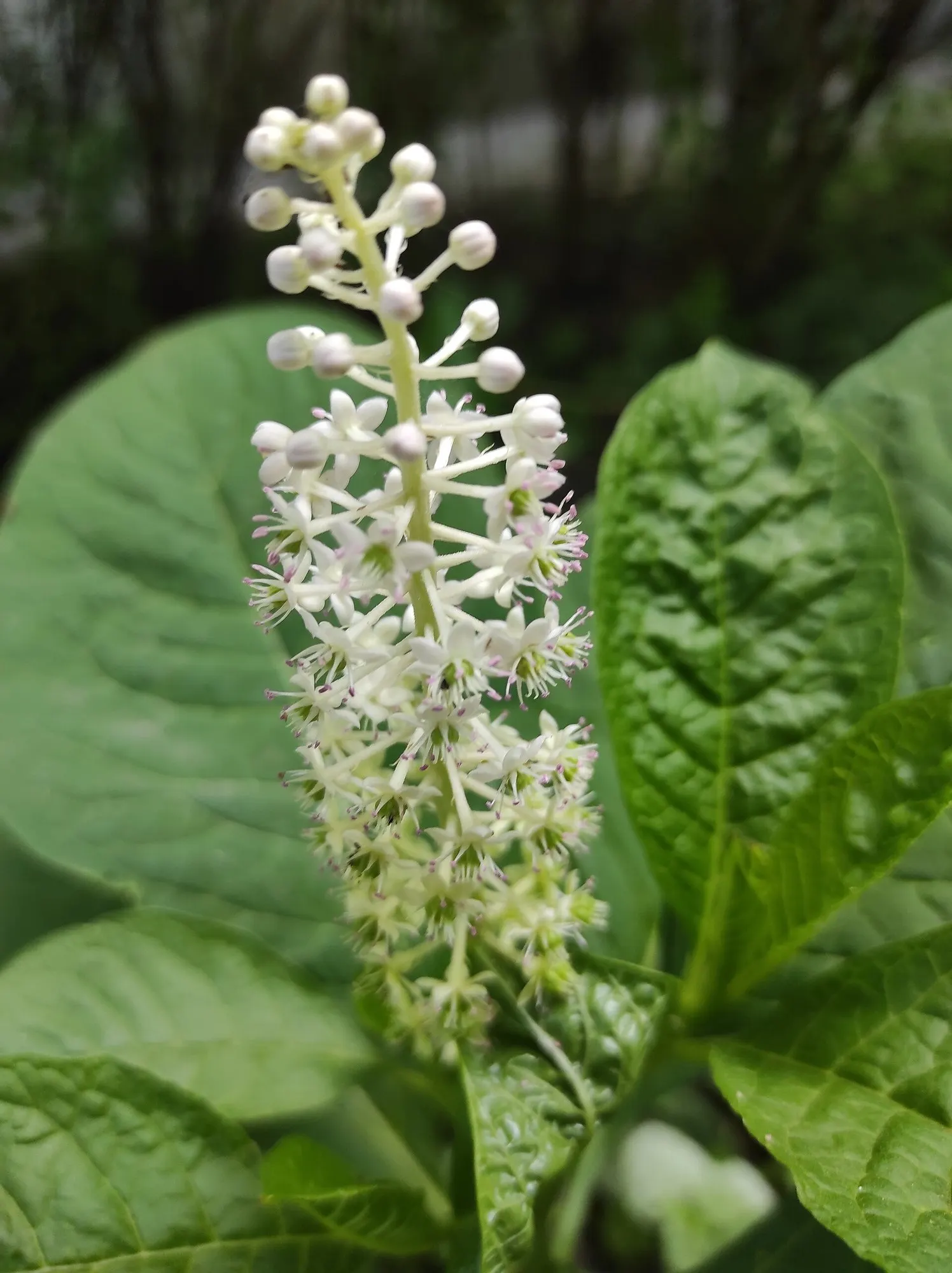 American Pokeweed (Phytolacca Americana) — which can inject a bold statement into any landscape design