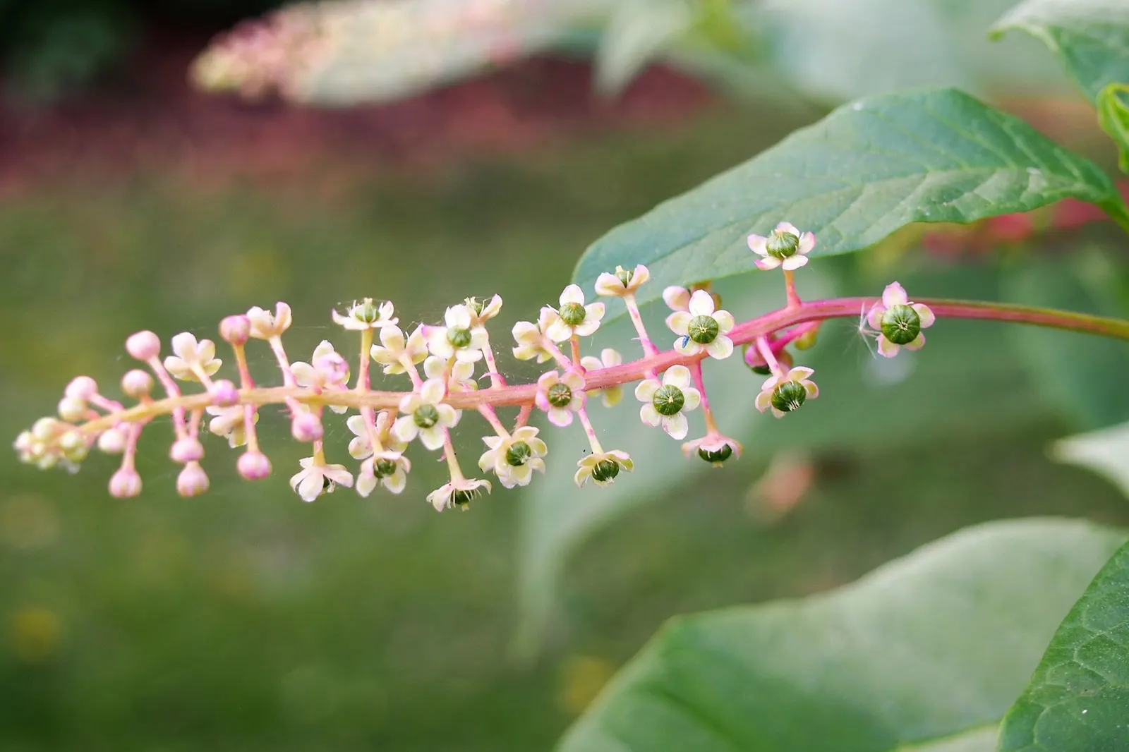 American Pokeweed (Phytolacca Americana) — perennial for full or half