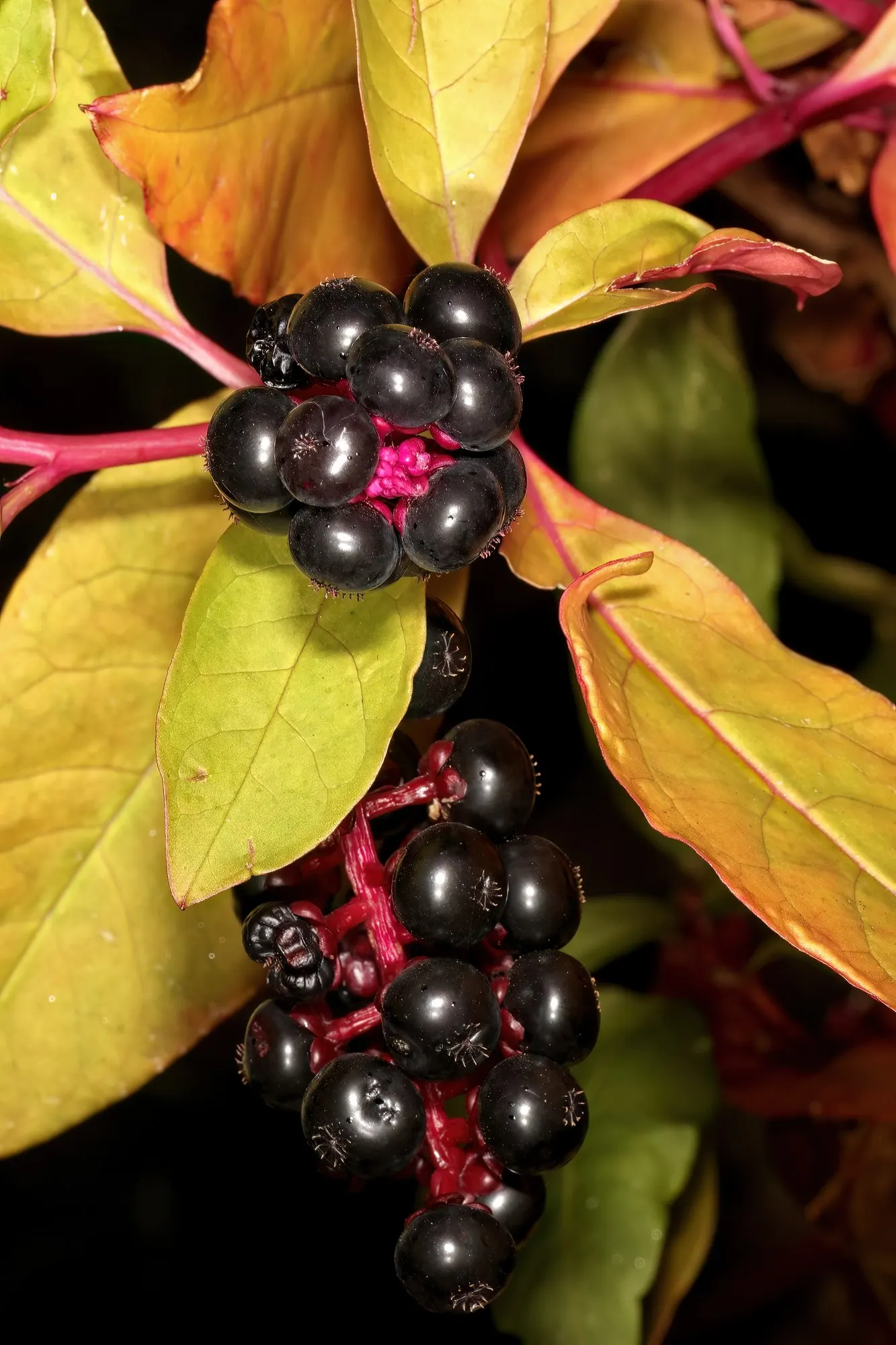 American Pokeweed (Phytolacca Americana) — green backdrop to your design.<br><br>Come late summer to fall