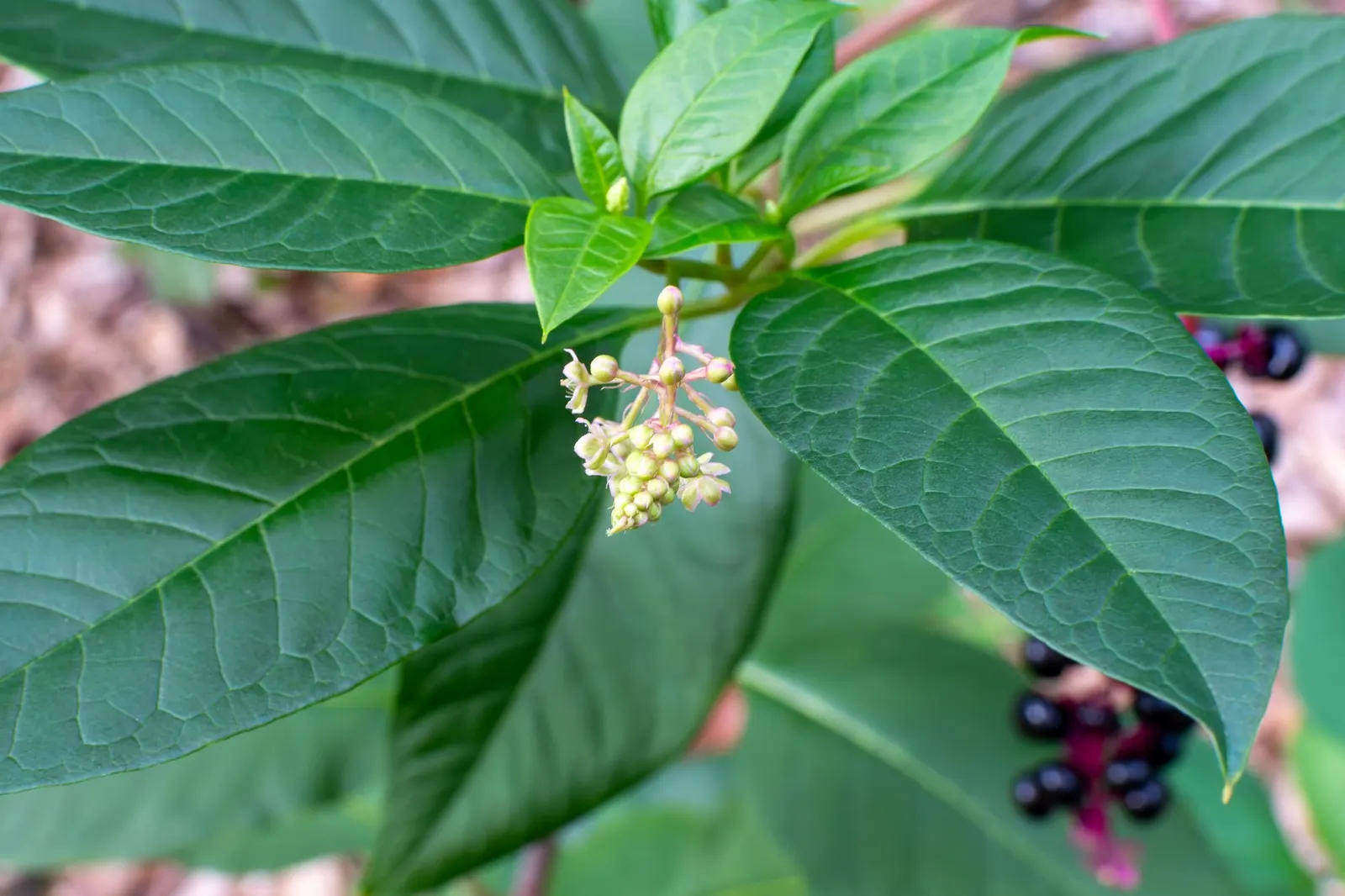 American Pokeweed (Phytolacca Americana) — The berries are a magnet for birds