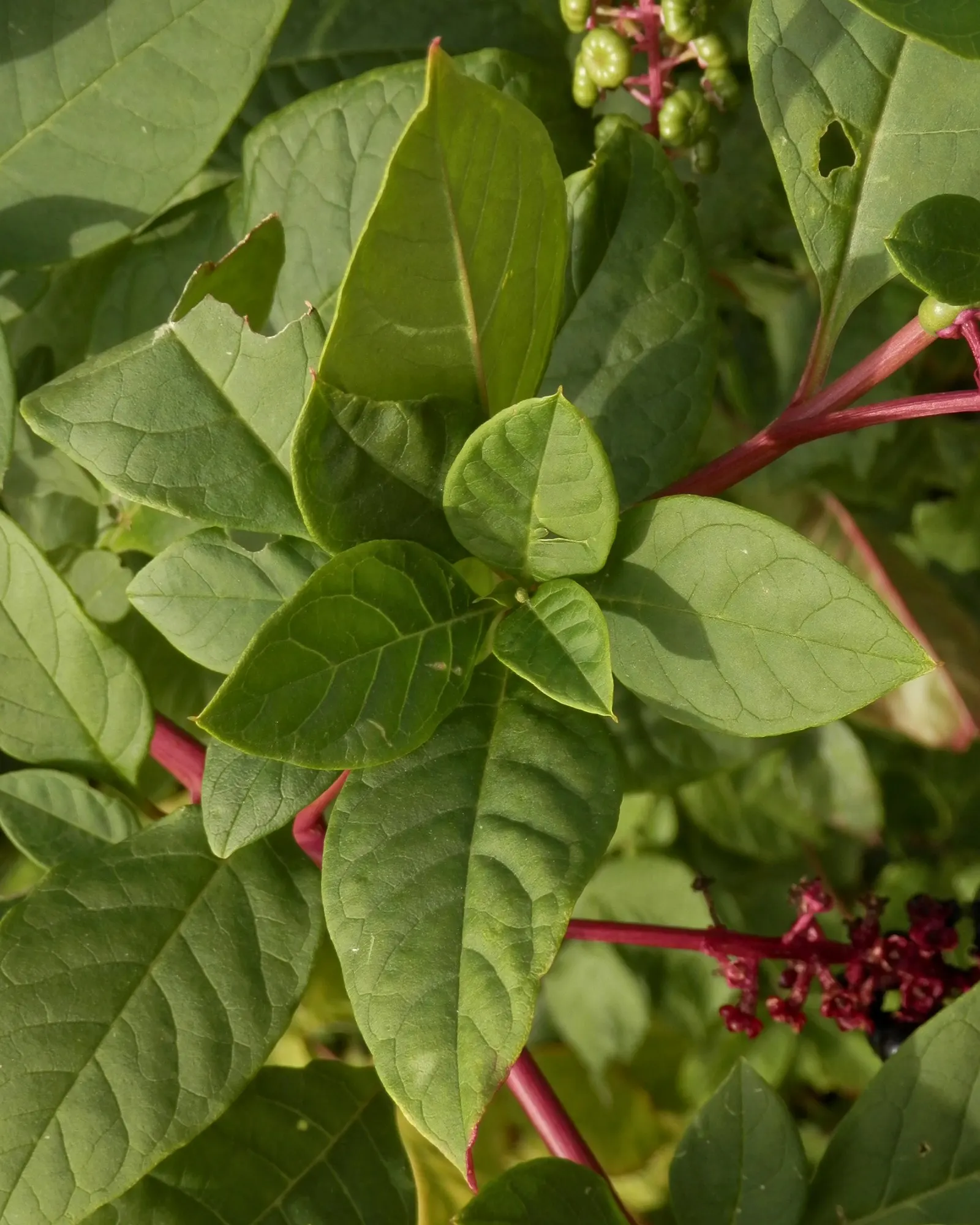 American Pokeweed (Phytolacca Americana) — Phytolacca americana, or Pokeweed, is a vibrant, herbaceous perennial growing 6-10 ft tall; thrives in USDA zones