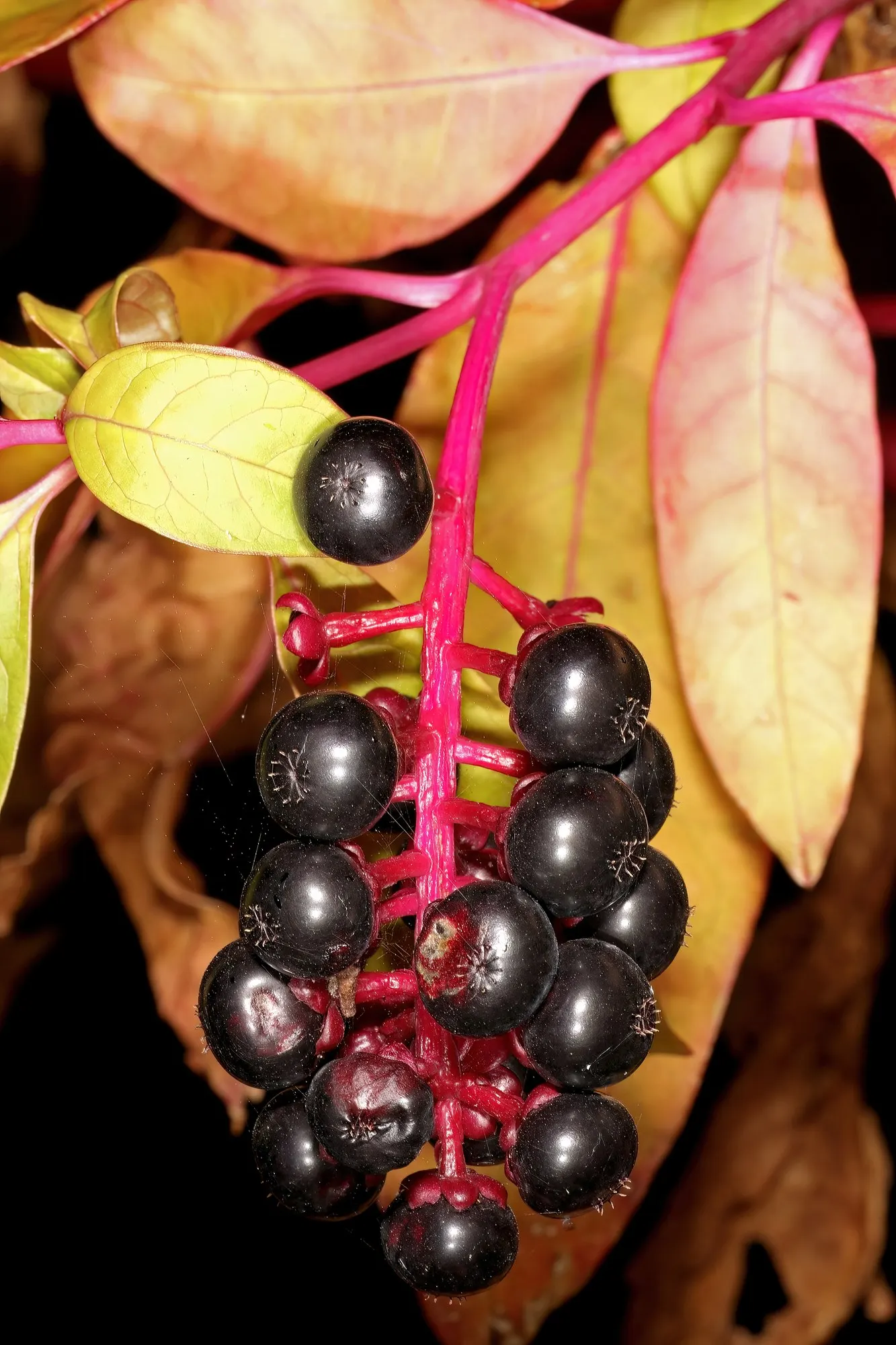 American Pokeweed (Phytolacca Americana) — This species is notable for its impressive stature