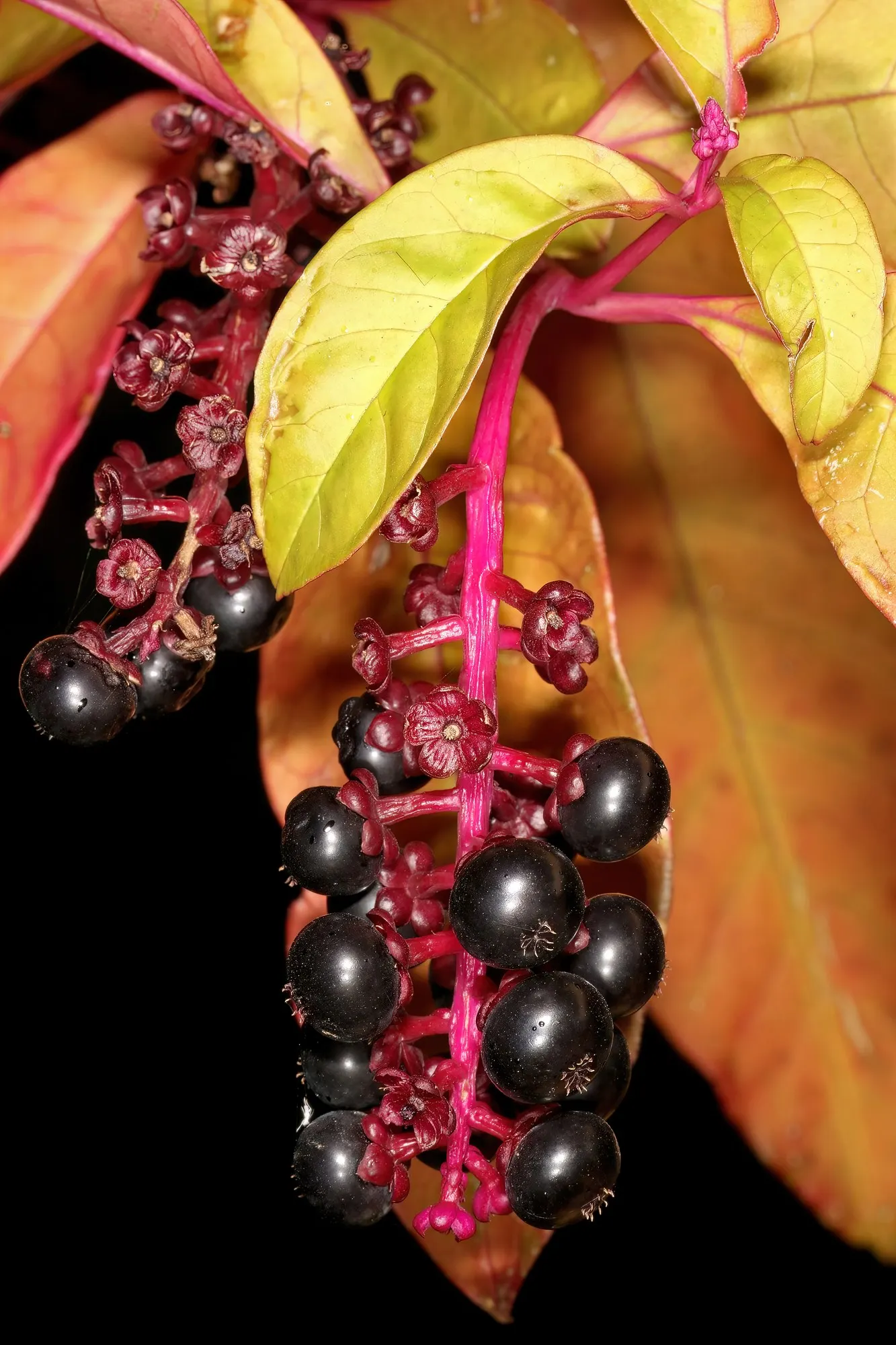 American Pokeweed (Phytolacca Americana) — often reaching heights of up to 7 to 10 feet with a similar spread