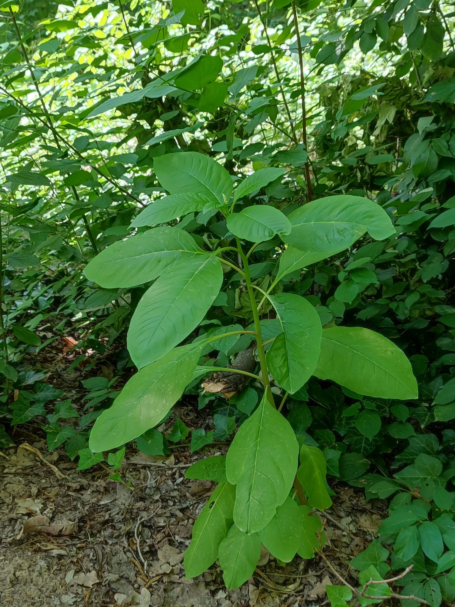 American Pokeweed (Phytolacca Americana) — It prefers a well-draining soil but can adapt to a variety of soil conditions