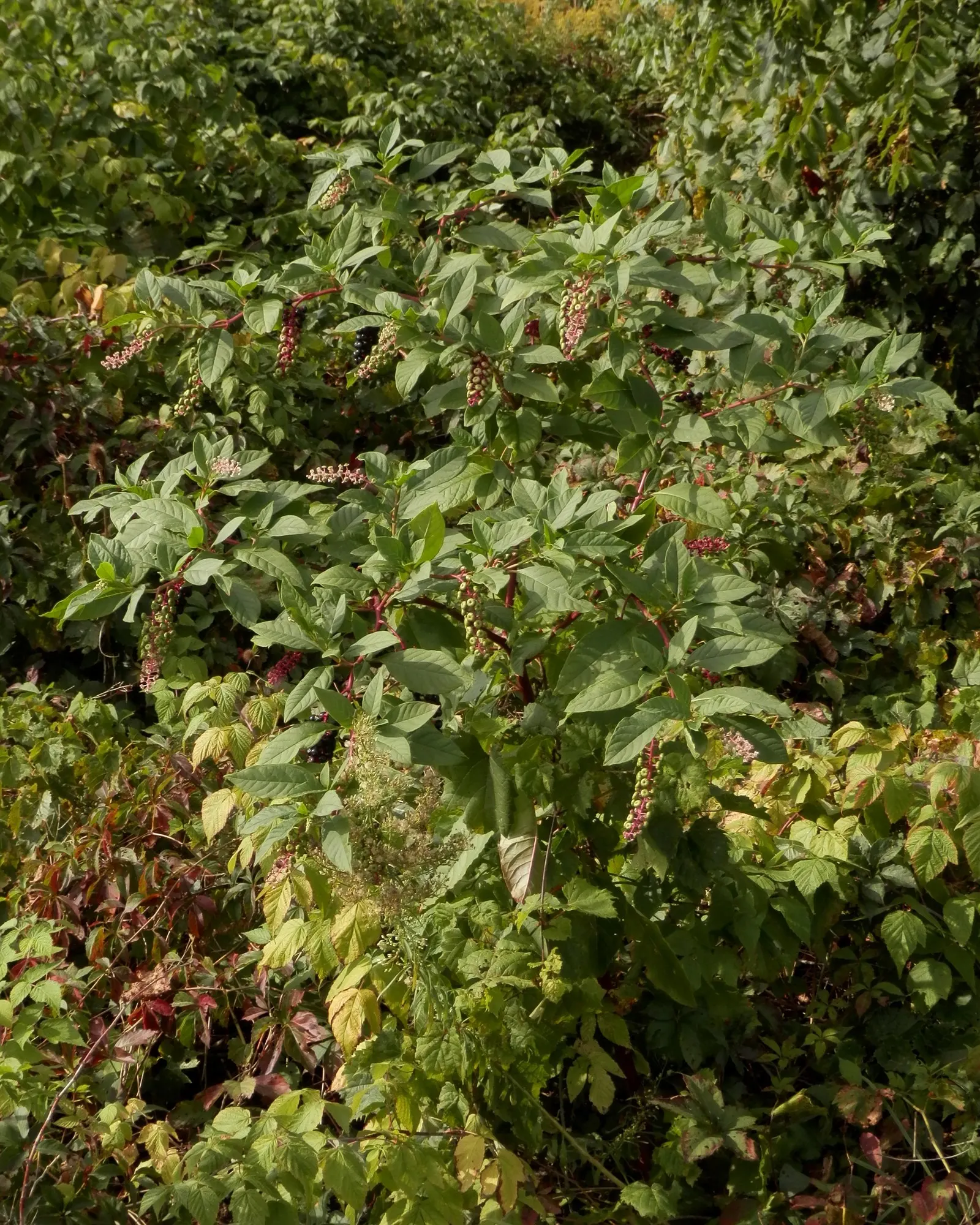 American Pokeweed (Phytolacca Americana) — keep in mind it thrives in USDA hardiness zones 4 through 9 and favors full sun to partial shade