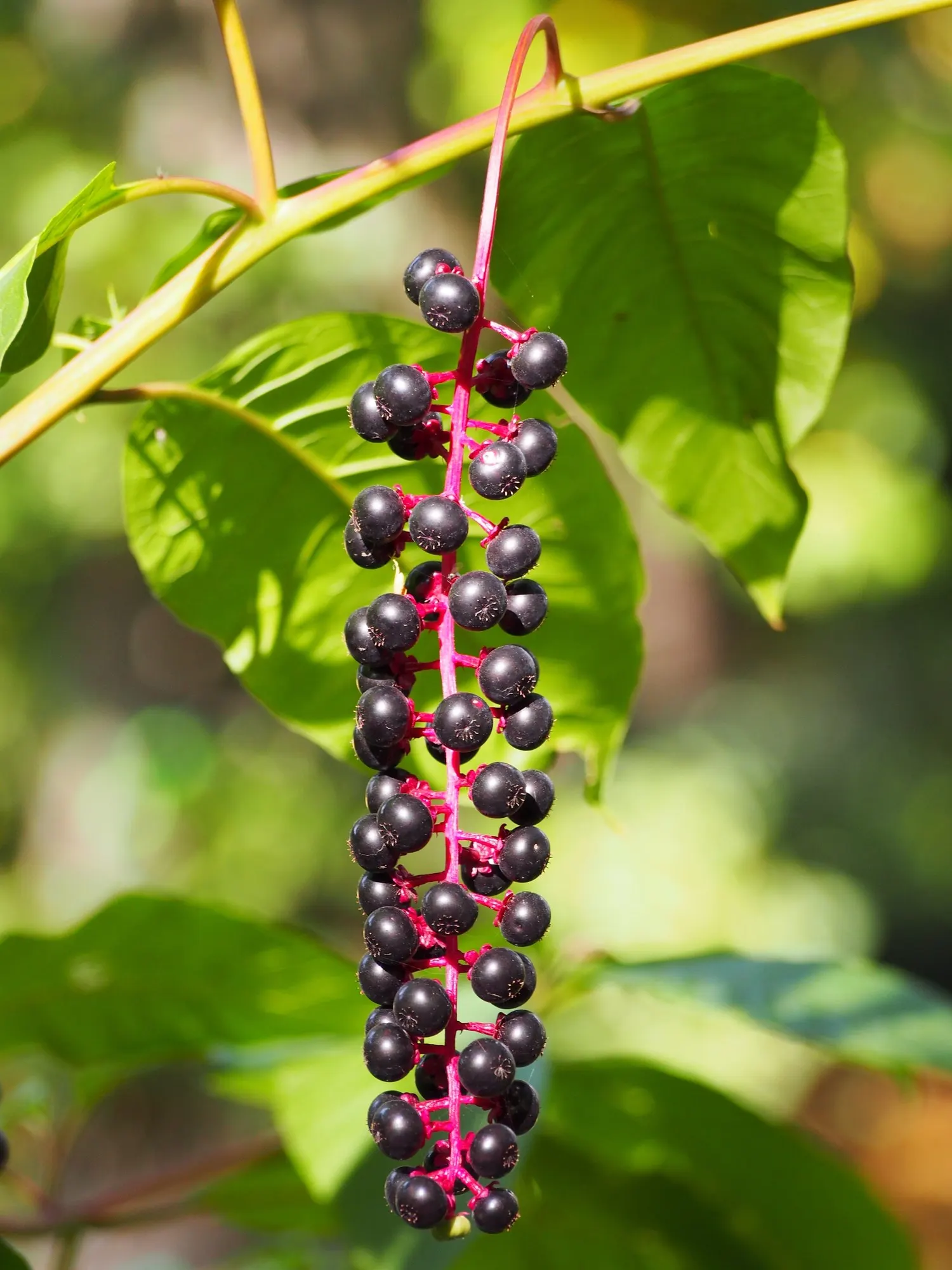 American Pokeweed (Phytolacca Americana) — which can grow up to 10 inches in length
