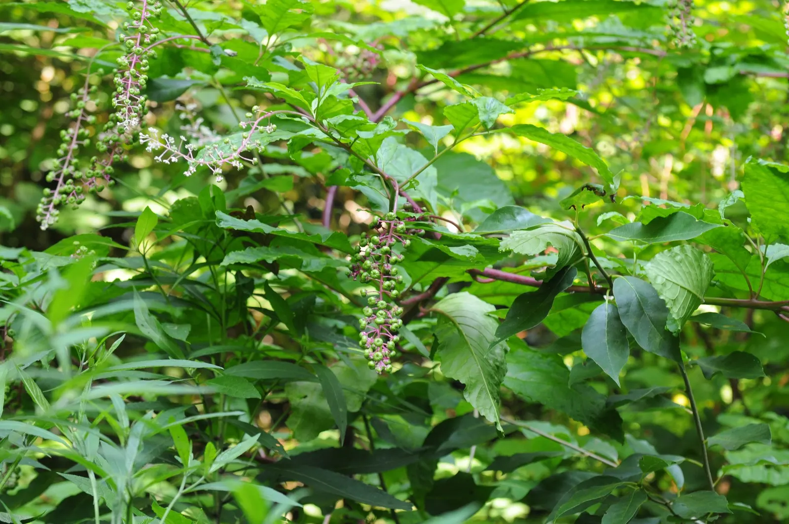 American Pokeweed (Phytolacca Americana) — Thrives in USDA zones 4-8, prefers full sun to part shade, and tolerates a variety of soils