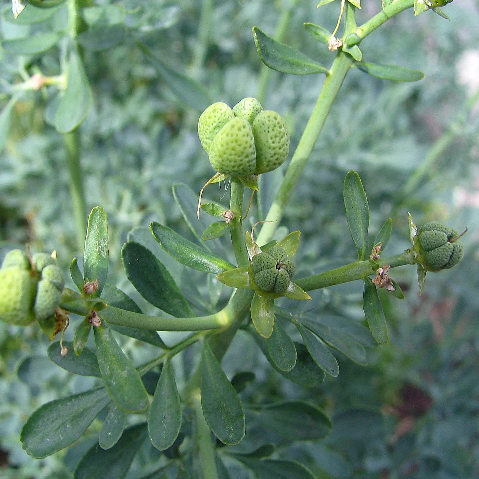 Common Rue, Herb-Of-Grace (Ruta Graveolens) — bushy mound with a somewhat woody base