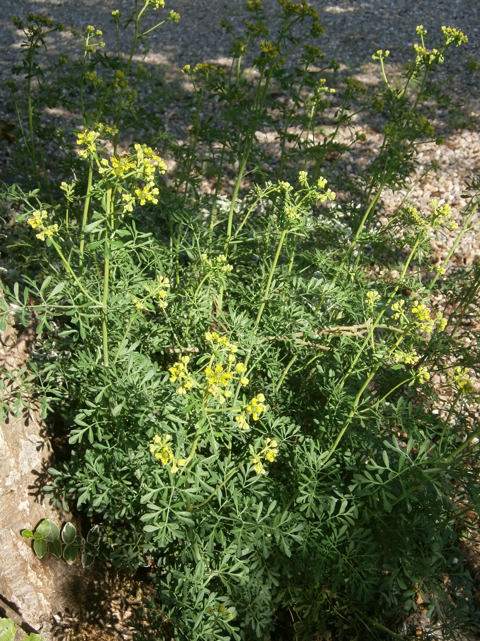 Common Rue, Herb-Of-Grace (Ruta Graveolens) — commonly called Common Rue or Herb-of-Grace