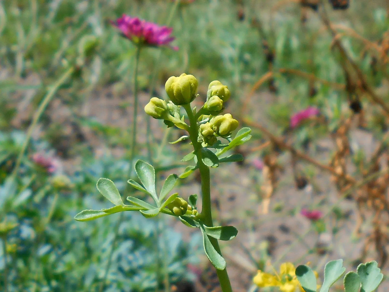 Common Rue, Herb-Of-Grace (Ruta Graveolens) — Handle with care as foliage can cause skin irritation