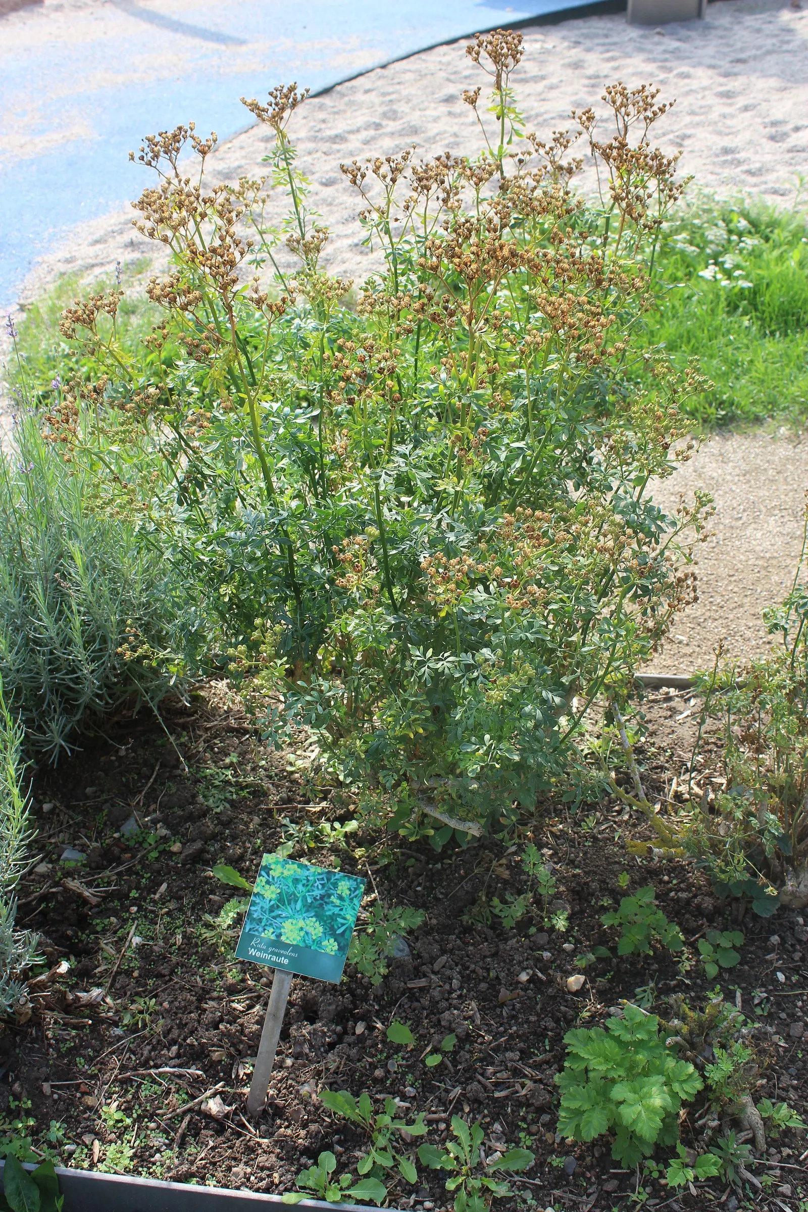 Common Rue, Herb-Of-Grace (Ruta Graveolens) — is a hardy evergreen shrub reaching up to 2-3 ft in height and spread