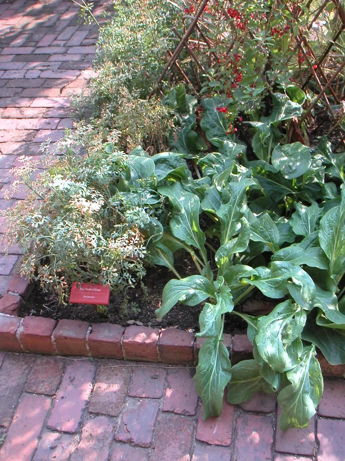 Common Rue, Herb-Of-Grace (Ruta Graveolens) — it serves as an excellent insect-repelling plant and a traditional medicinal herb