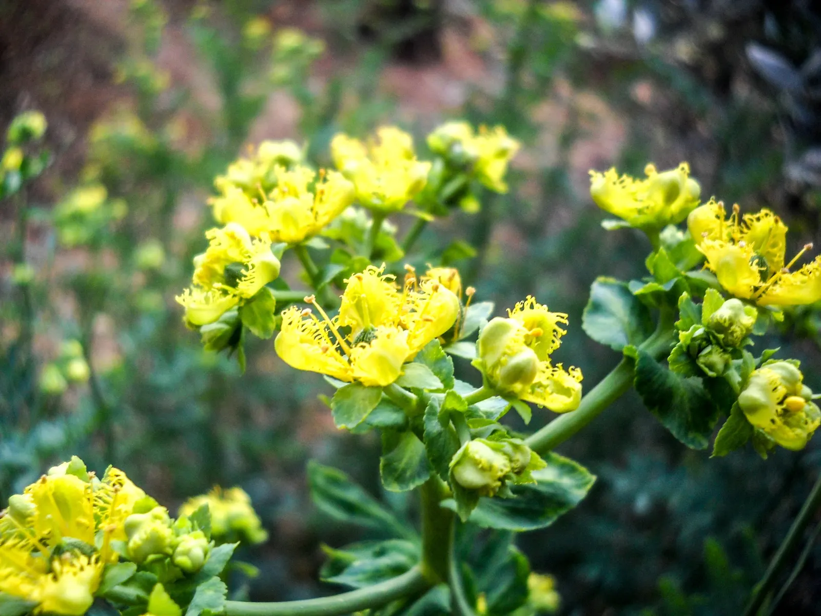 Common Rue, Herb-Of-Grace (Ruta Graveolens) — is a versatile and aromatic perennial herb that is a striking addition to any landscape