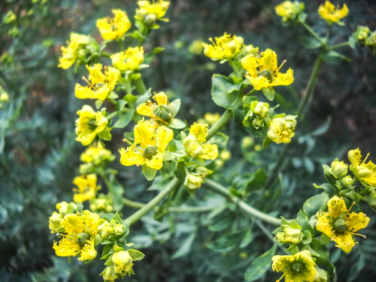 Common Rue, Herb-Of-Grace (Ruta Graveolens) — This plant typically grows to a height of 2 to 3 feet and can spread equally wide