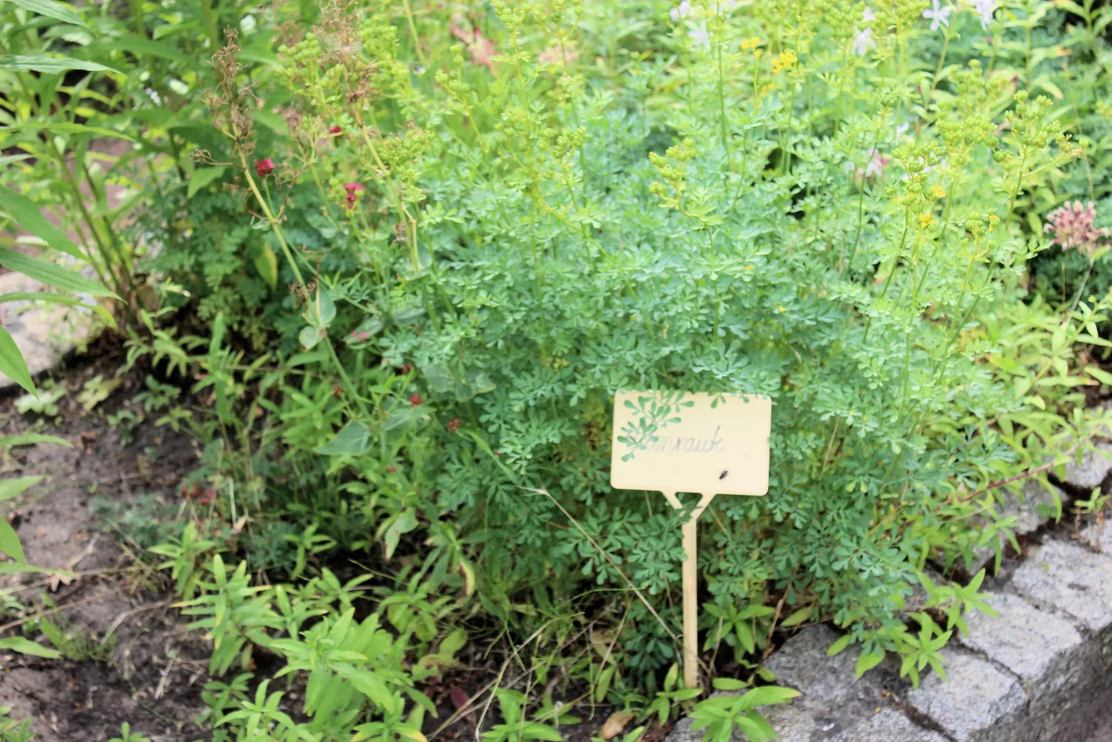 Common Rue, Herb-Of-Grace (Ruta Graveolens) — This aromatic herb features bluish-green, pinnate foliage with yellow summer-blooming flowers