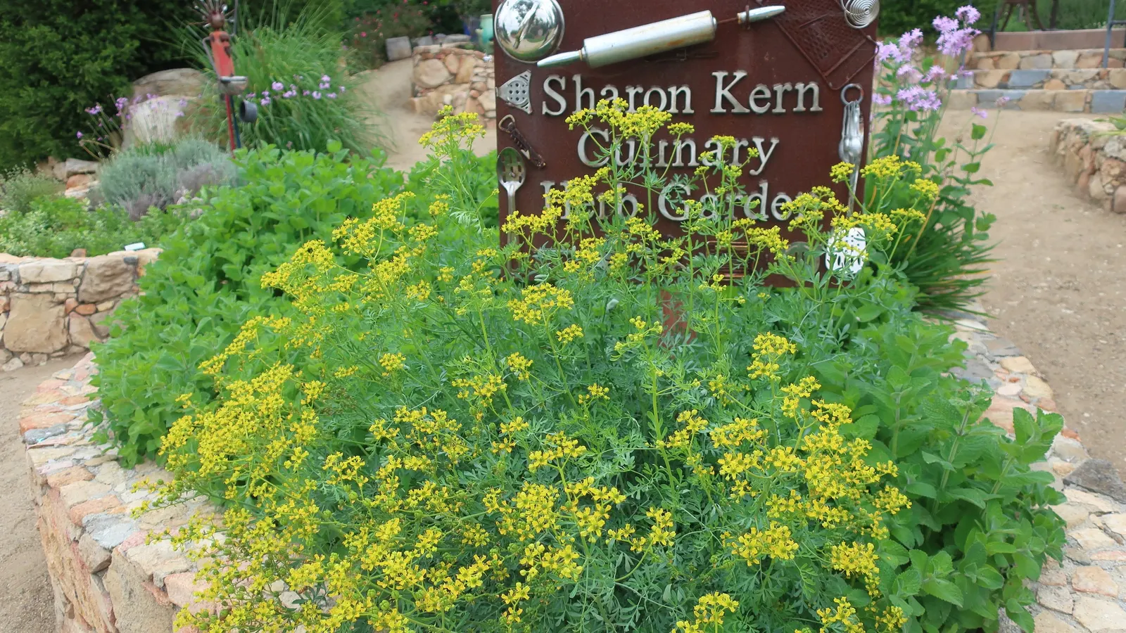 Common Rue, Herb-Of-Grace (Ruta Graveolens) — also known as Ruta graveolens or Herb-of-Grace