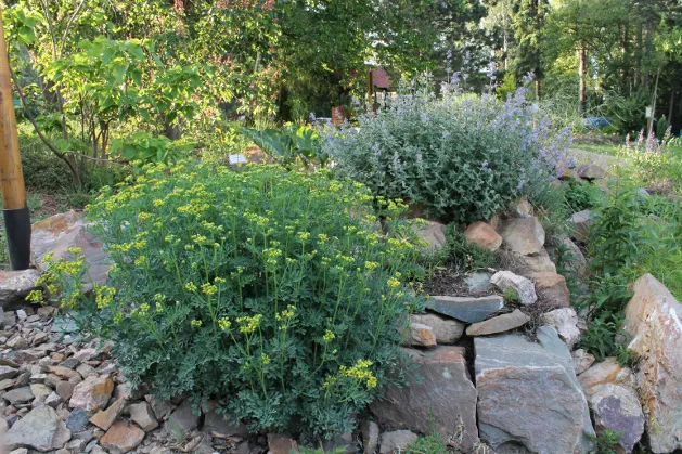 Common Rue, Herb-Of-Grace (Ruta Graveolens) — Best grown in full sun to part shade in well-drained soil