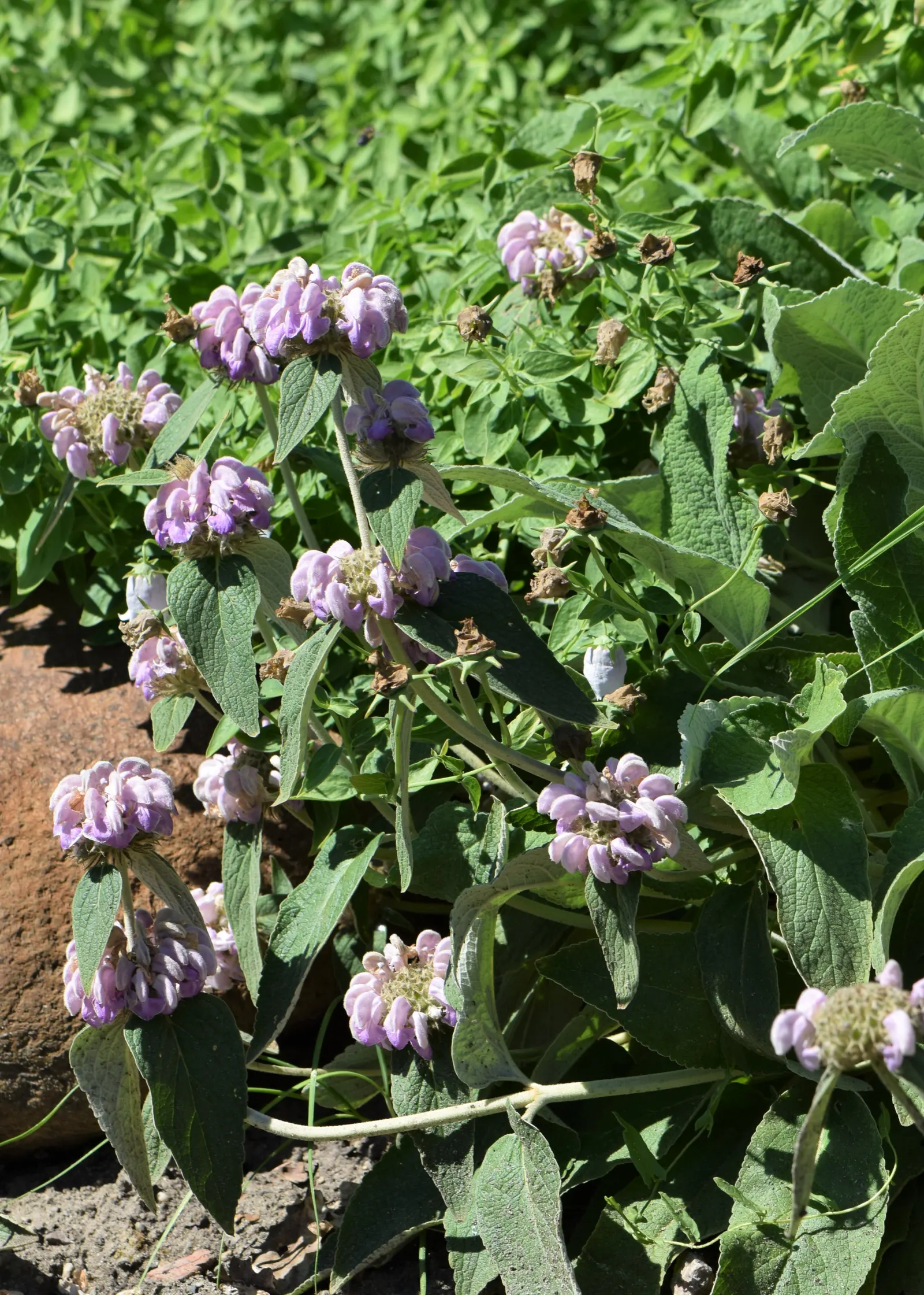 Jerusalem Sage (Phlomis Cashmeriana) — Its soft, woolly, gray-green leaves span roughly 6-8 inches long, adding textural contrast