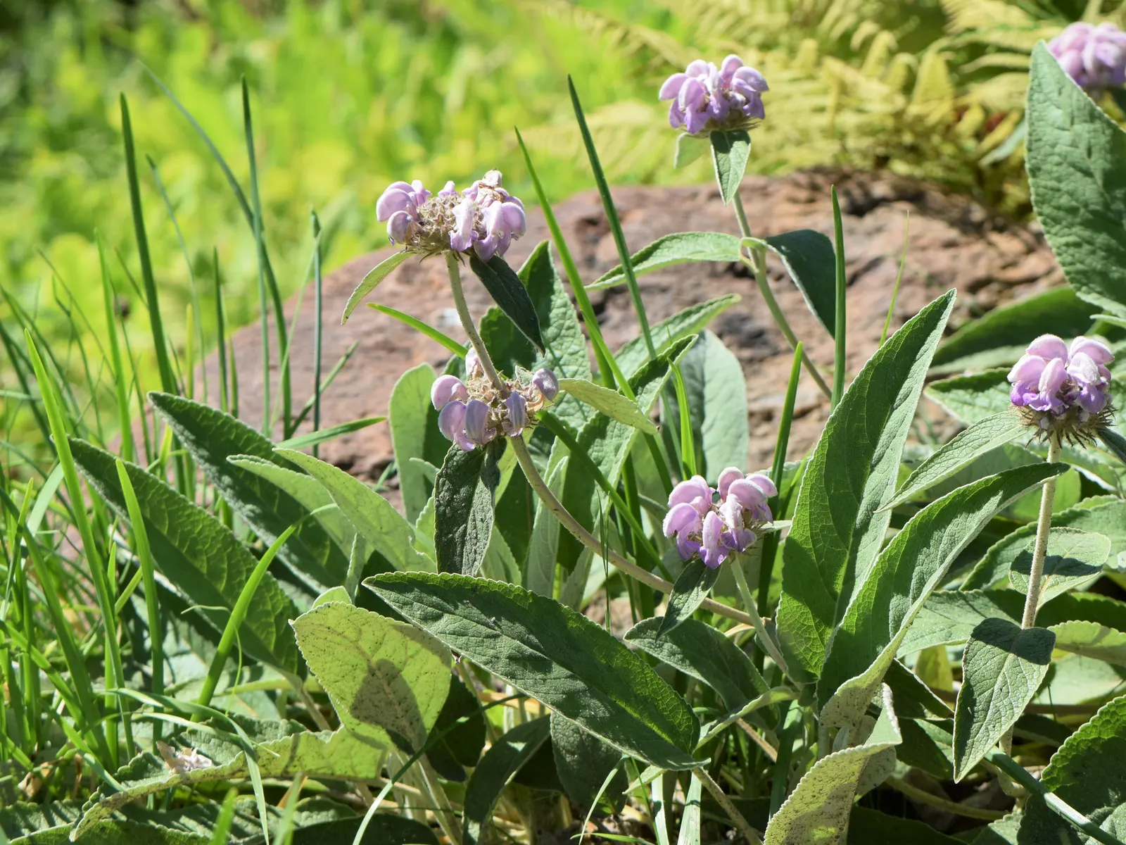 Jerusalem Sage (Phlomis Cashmeriana) — Jerusalem Sage (Phlomis cashmeriana) is a perennial with distinctive whorled