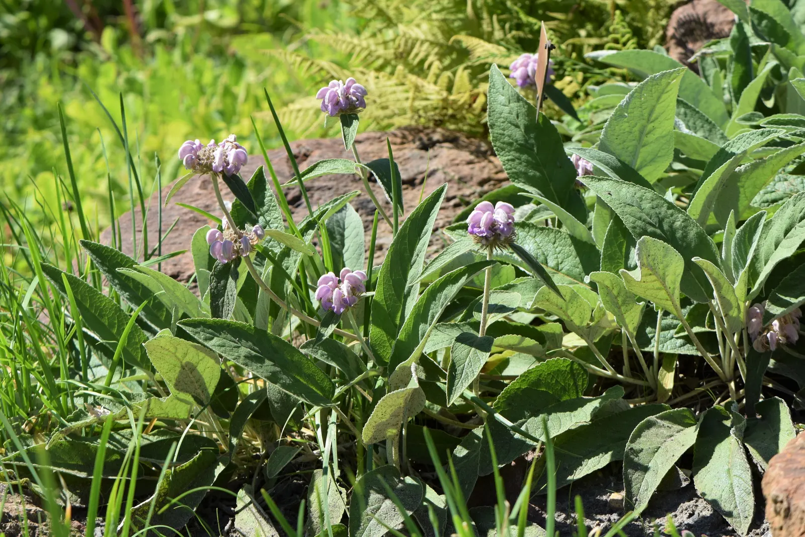 Jerusalem Sage (Phlomis Cashmeriana) — pink-purple blooms on tall spikes