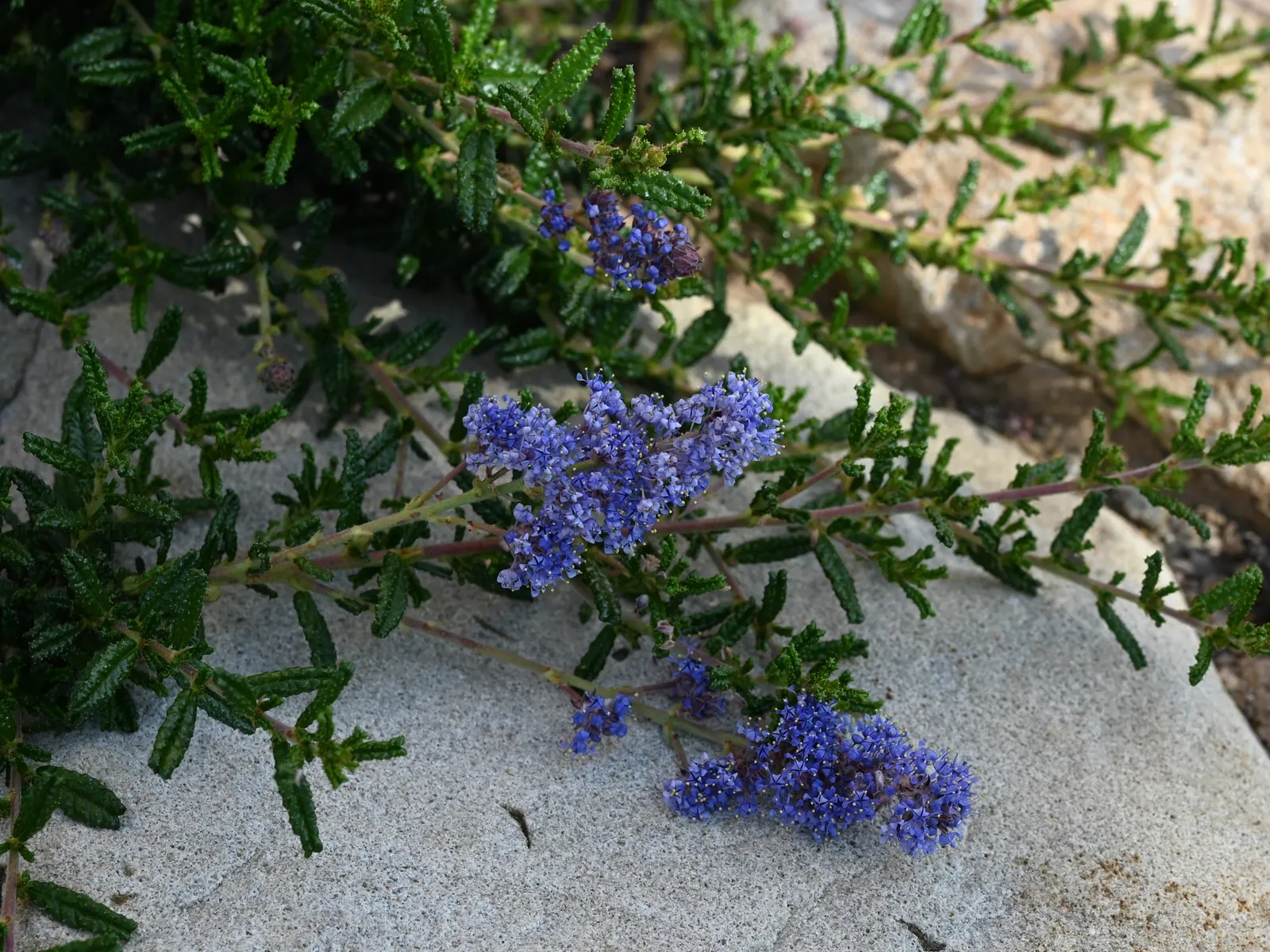 Hearst's Ceanothus (Ceanothus Hearstiorum) — indigenous to the sandy coastal plains of California