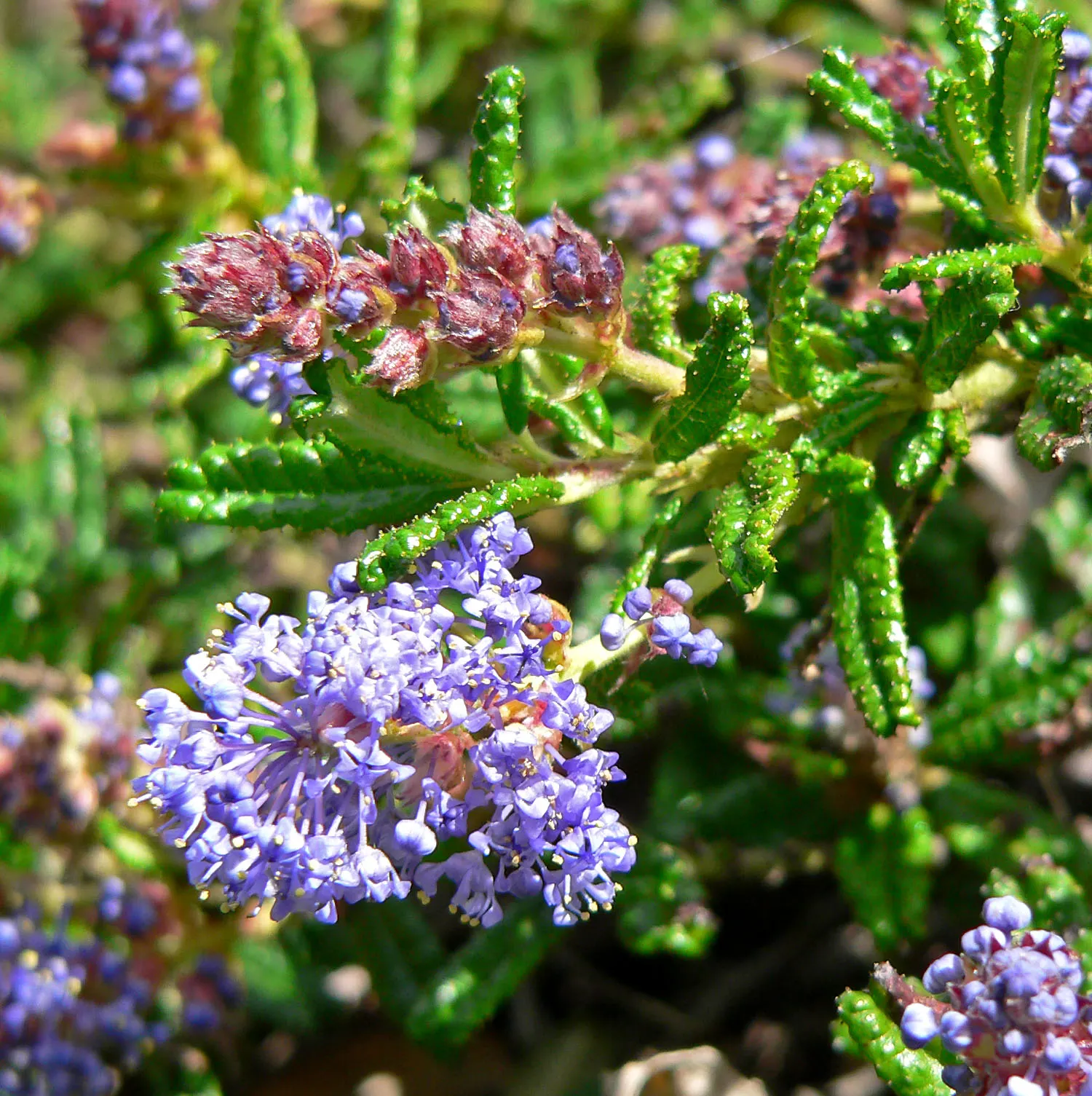 Hearst's Ceanothus (Ceanothus Hearstiorum) — The Hearst's Ceanothus (Ceanothus hearstiorum) is a captivating