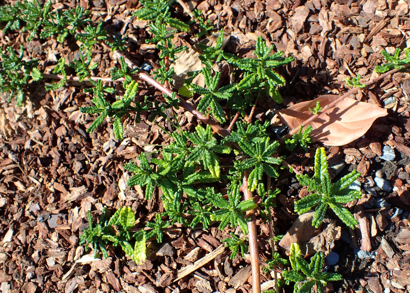Hearst's Ceanothus (Ceanothus Hearstiorum) — each approximately 1 to 2 inches in length