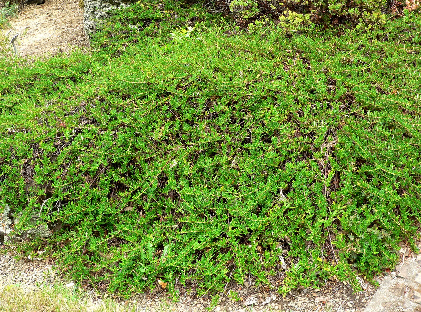 Hearst's Ceanothus (Ceanothus Hearstiorum) — respectively.<br><br>Adorning the landscape with its compact
