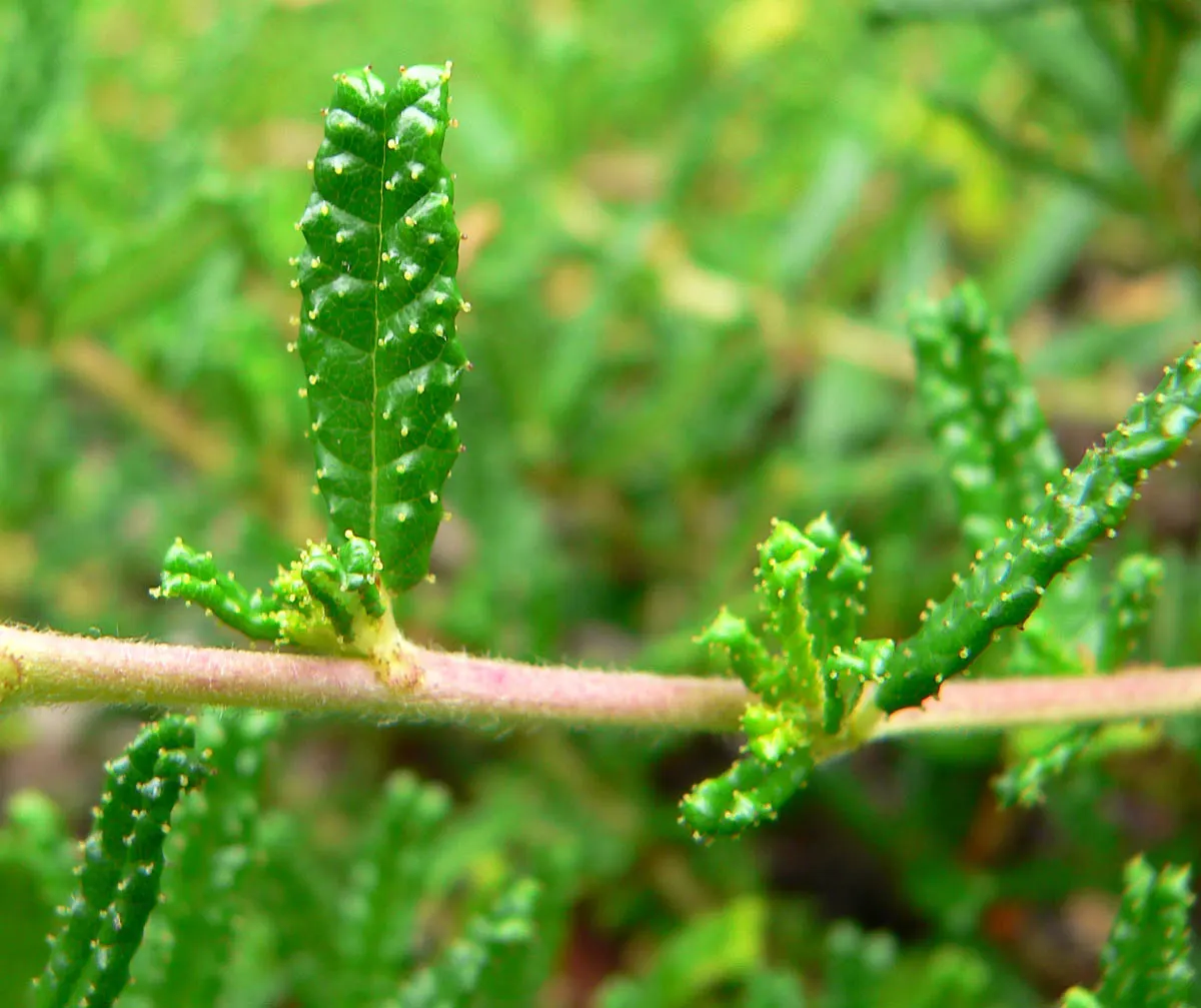 Hearst's Ceanothus (Ceanothus Hearstiorum) — Hearst's Ceanothus should be planted in well-draining soil