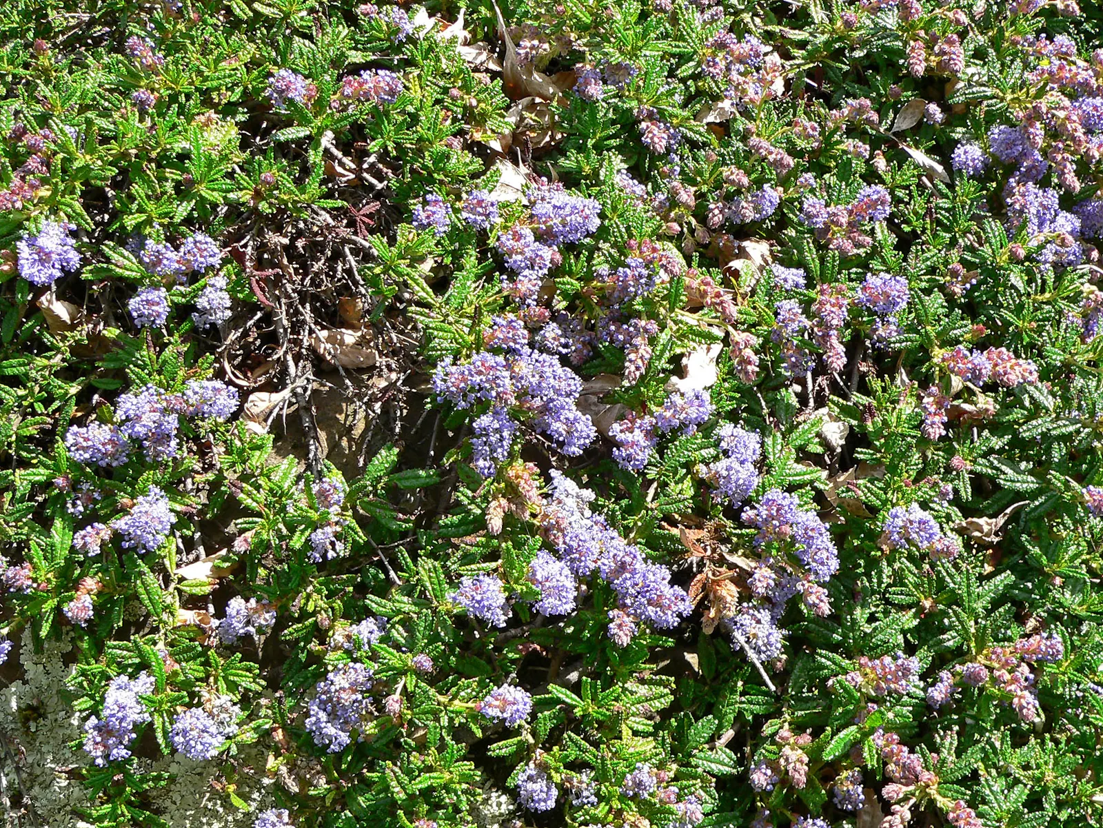 Hearst's Ceanothus (Ceanothus Hearstiorum) — Though drought-tolerant once established, it appreciates occasional watering during prolonged dry spells