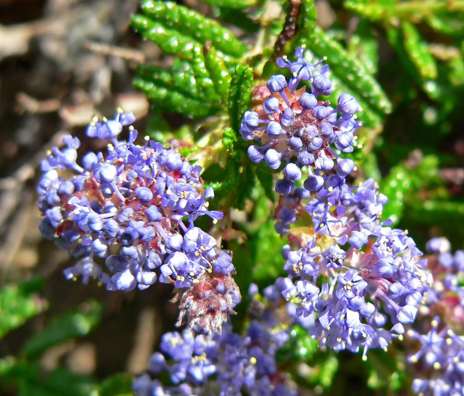 Hearst's Ceanothus (Ceanothus Hearstiorum) — making it an exceptional choice for xeriscaping