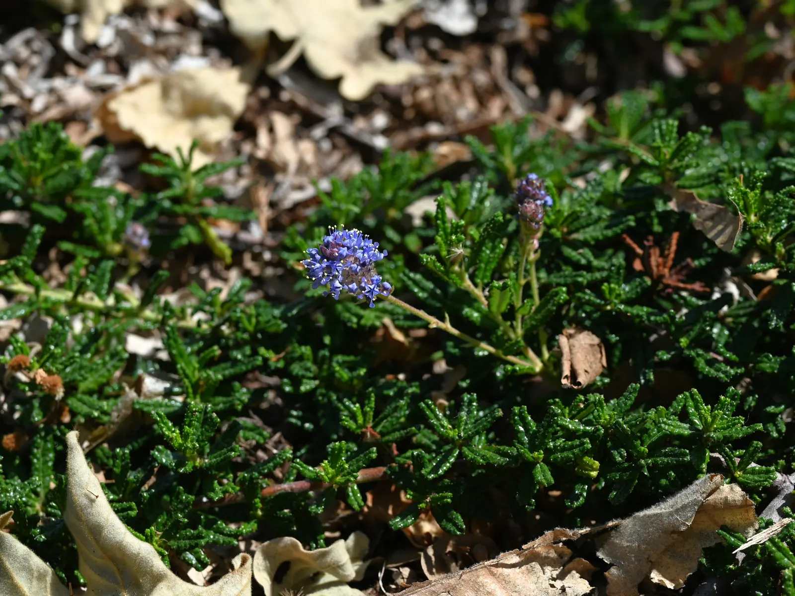 Hearst's Ceanothus (Ceanothus Hearstiorum) — low-growing evergreen shrub