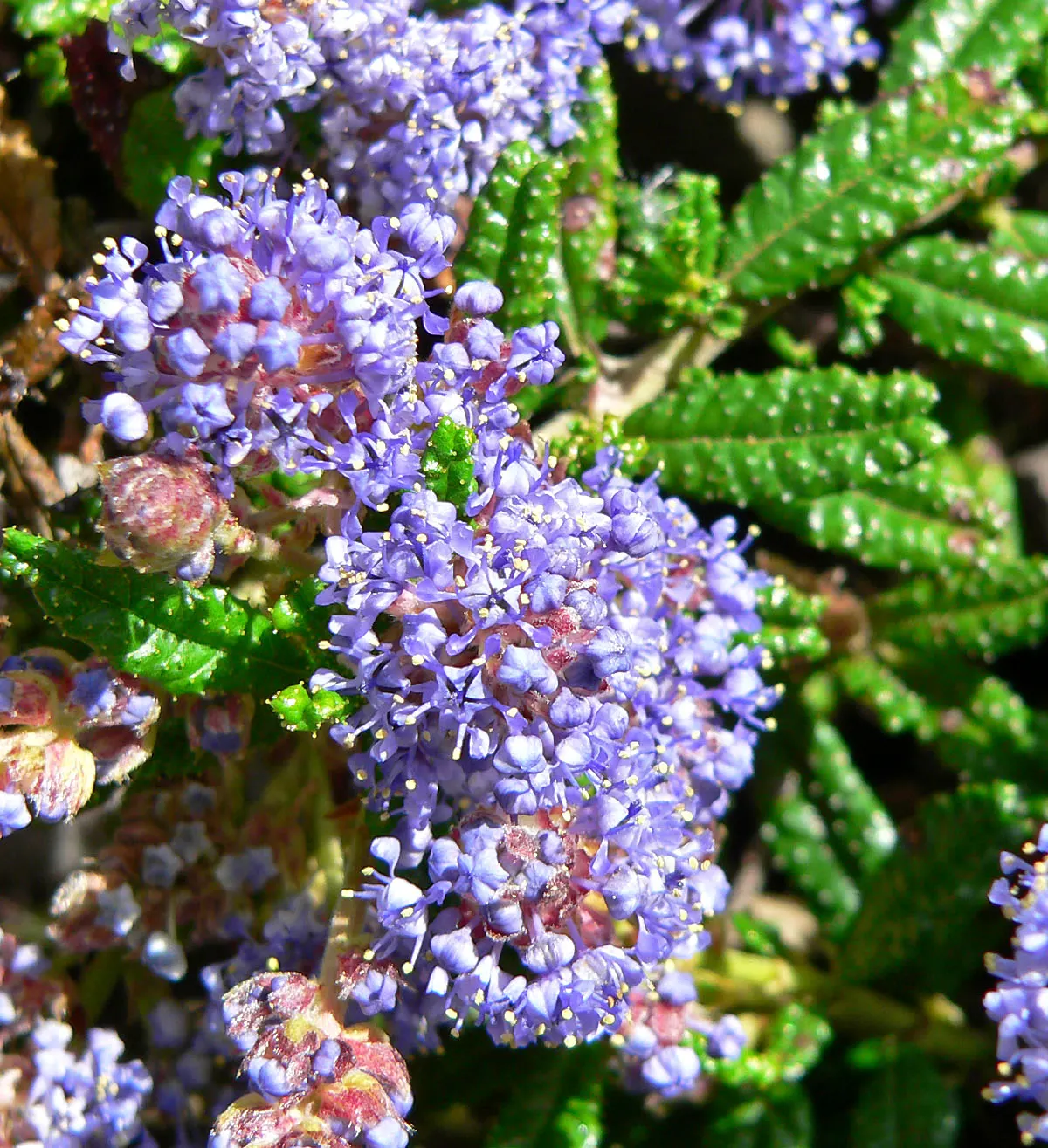 Hearst's Ceanothus (Ceanothus Hearstiorum) — this rare species is known for its resilience and modest size