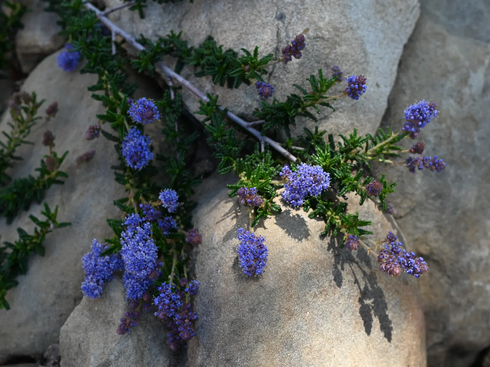 Hearst's Ceanothus (Ceanothus Hearstiorum) — glossy green leaves that maintain their luster throughout the year