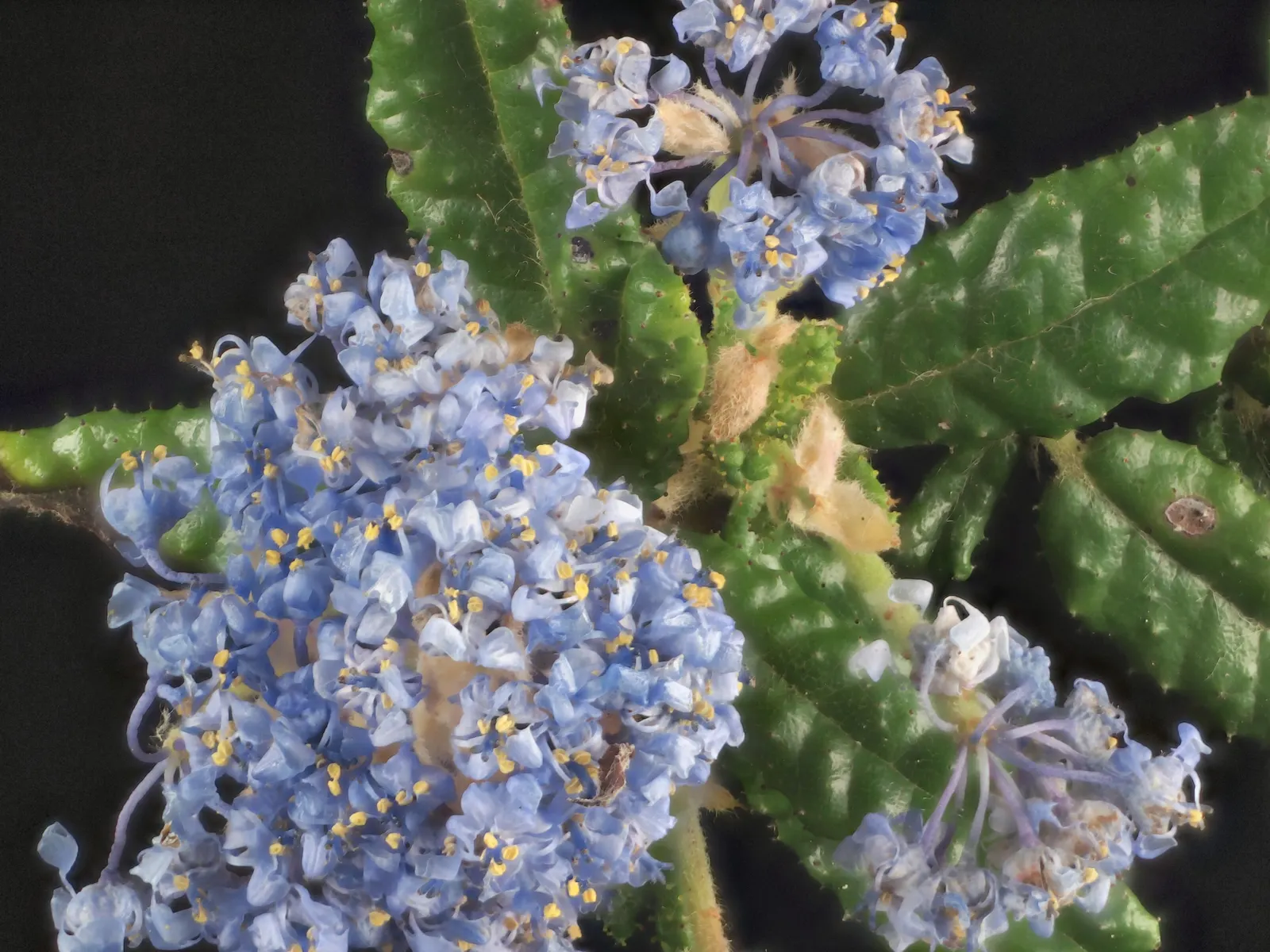 Hearst's Ceanothus (Ceanothus Hearstiorum) — typically reaching a max height and spread of about 2 feet tall and 6 feet wide