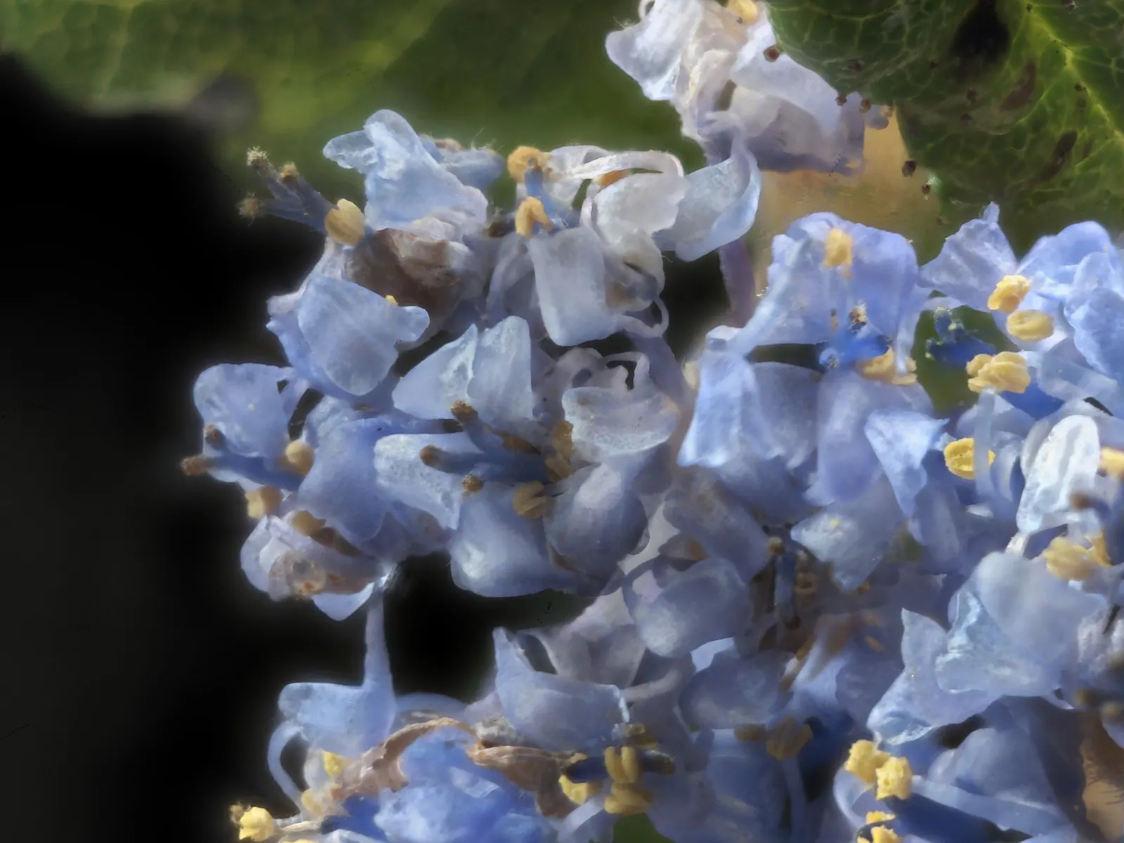 Hearst's Ceanothus (Ceanothus Hearstiorum) — Growing 2-3 feet high and 4-6 feet wide, its compact form boasts glossy green leaves