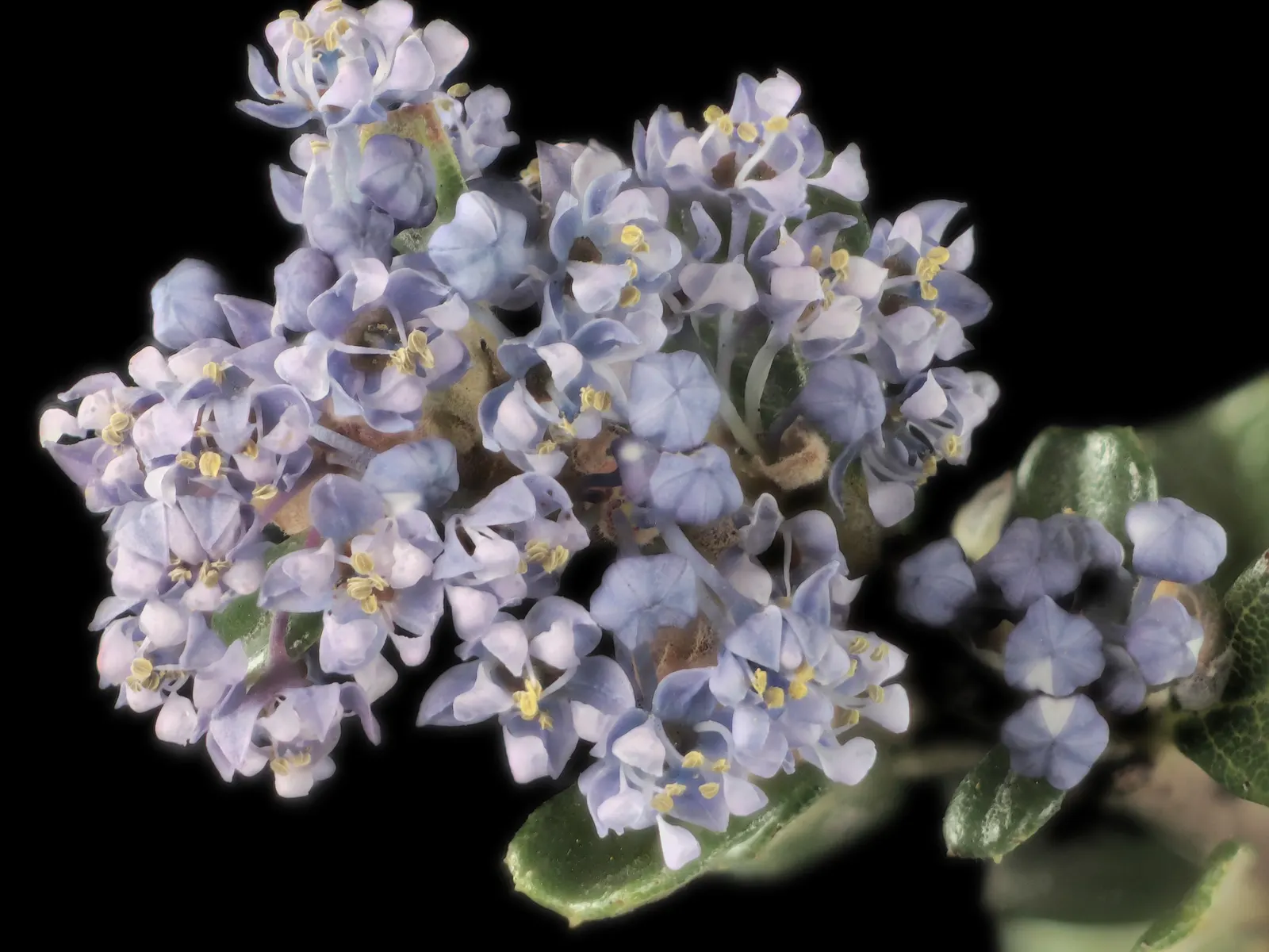 Hearst's Ceanothus (Ceanothus Hearstiorum) — Thriving in USDA hardiness zones 8 through 10